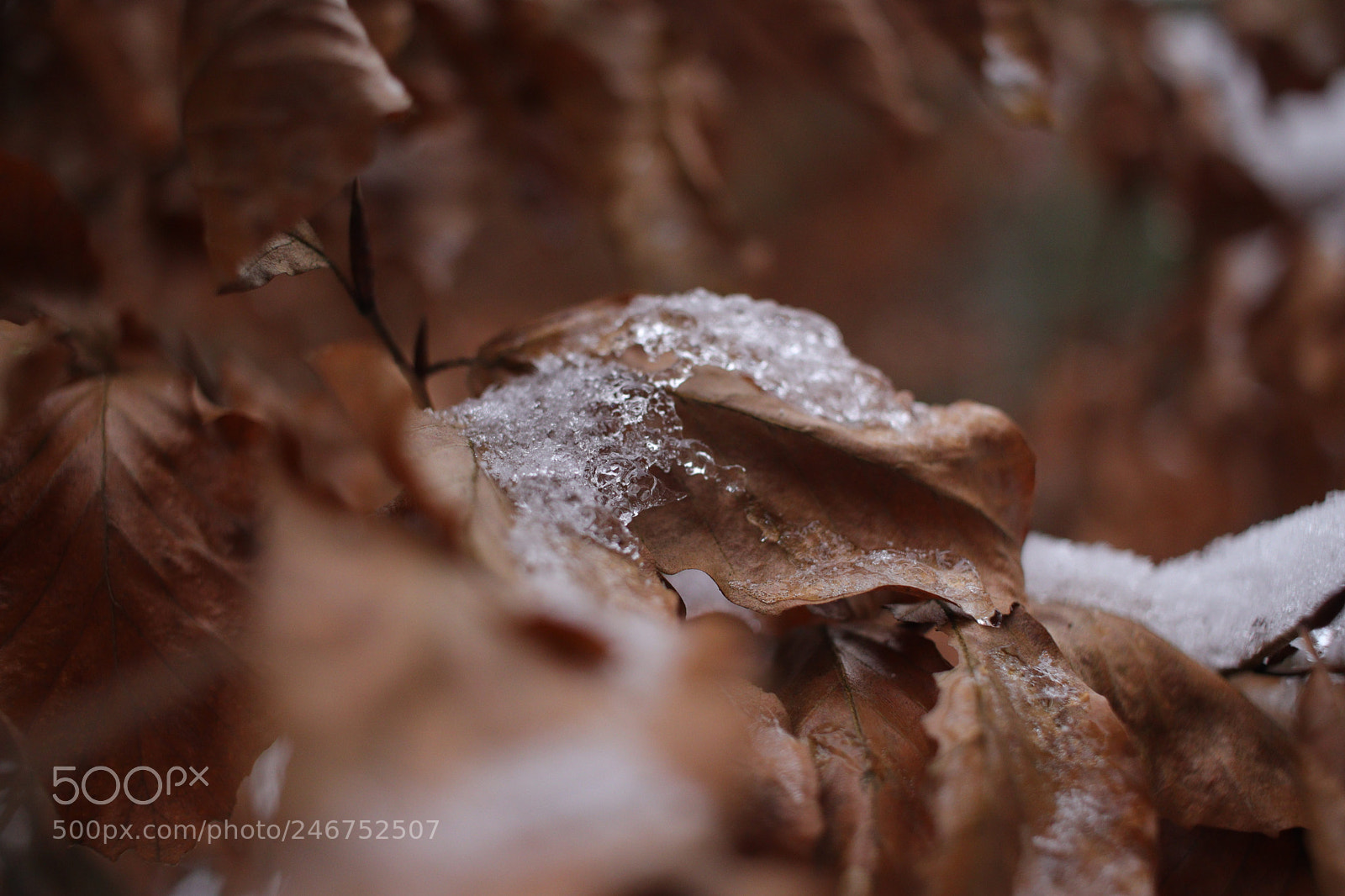 Canon EOS 77D (EOS 9000D / EOS 770D) sample photo. Untitled photography