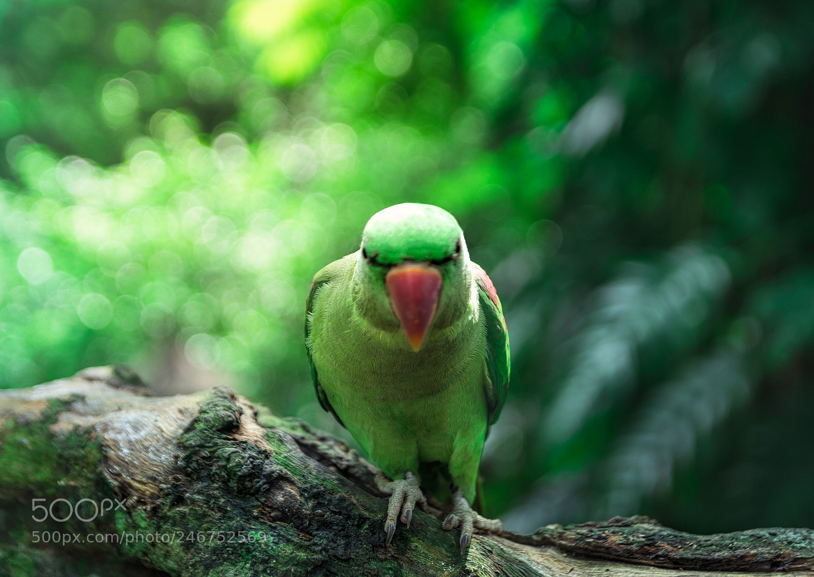 Nikon D3400 sample photo. Angry parrot photography