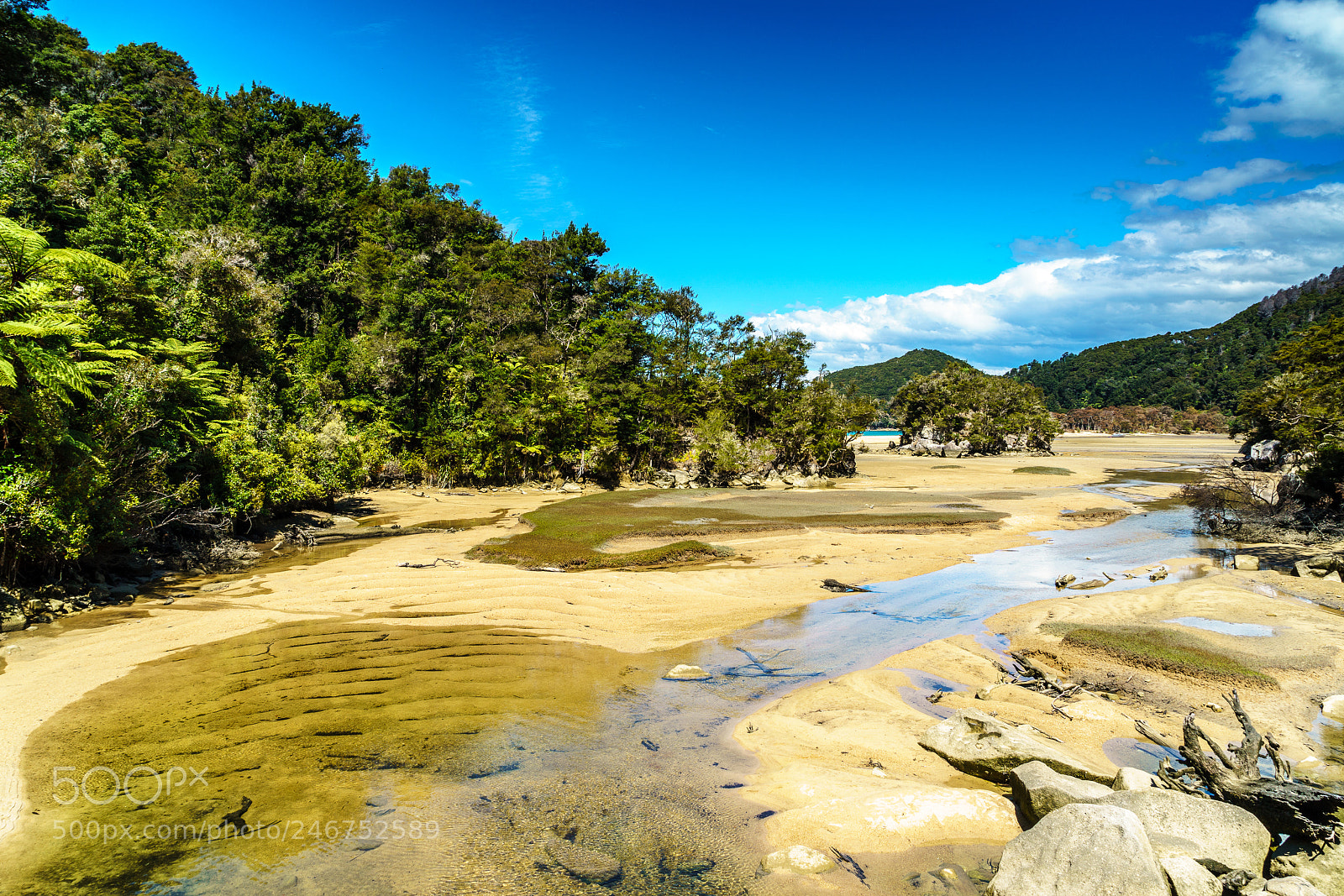 Sony a9 sample photo. Bark bay on low photography