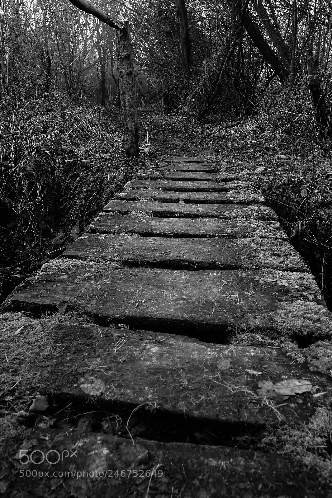 Olympus OM-D E-M1 Mark II sample photo. The foot bridge photography