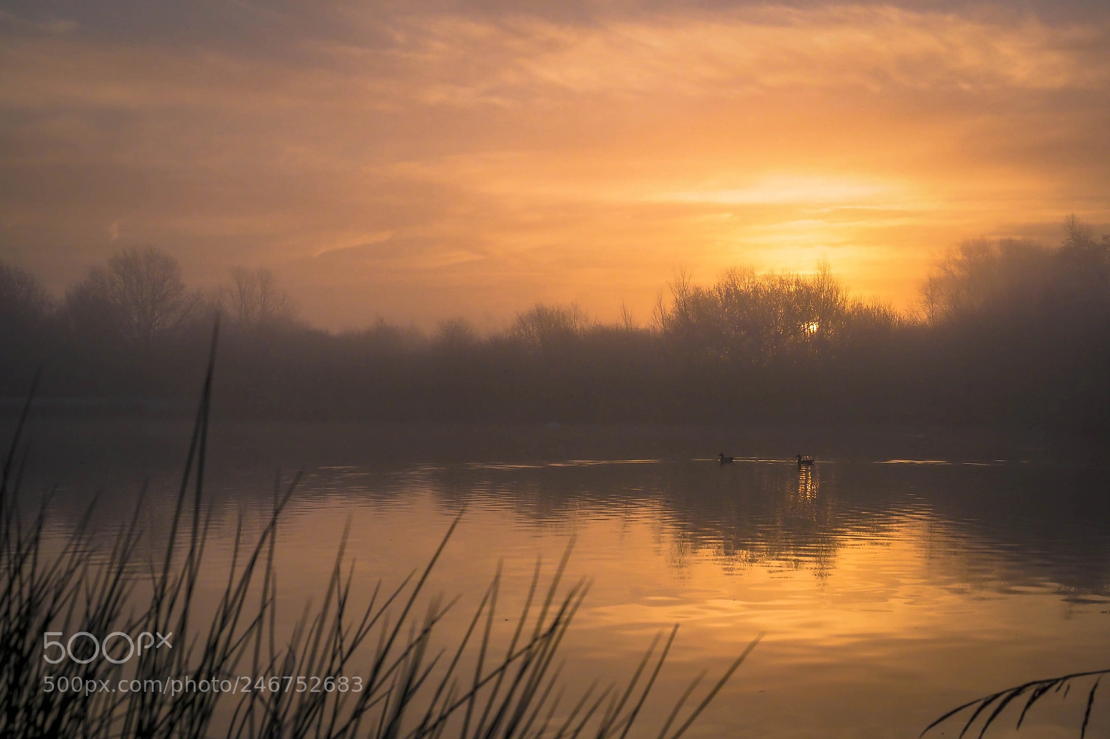 Olympus OM-D E-M1 Mark II sample photo. Two ducks at sunrise photography
