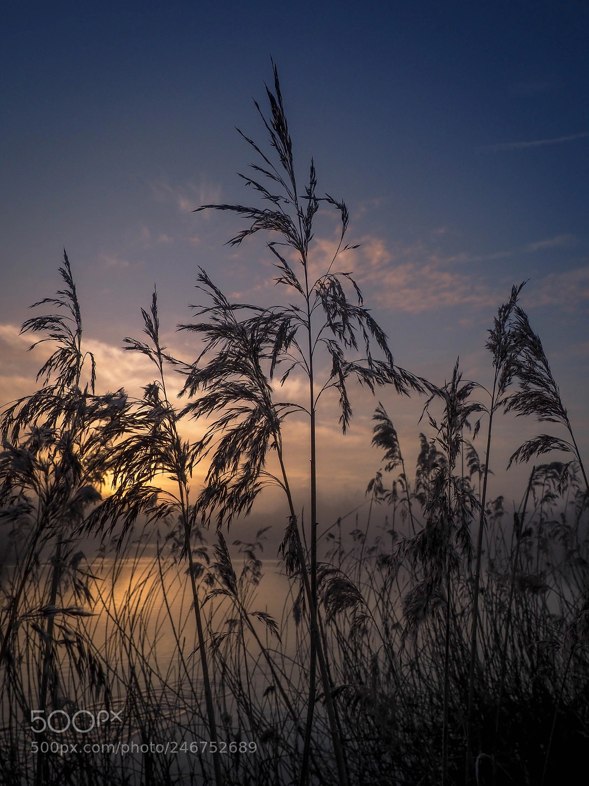 Olympus OM-D E-M1 Mark II sample photo. Reeds photography