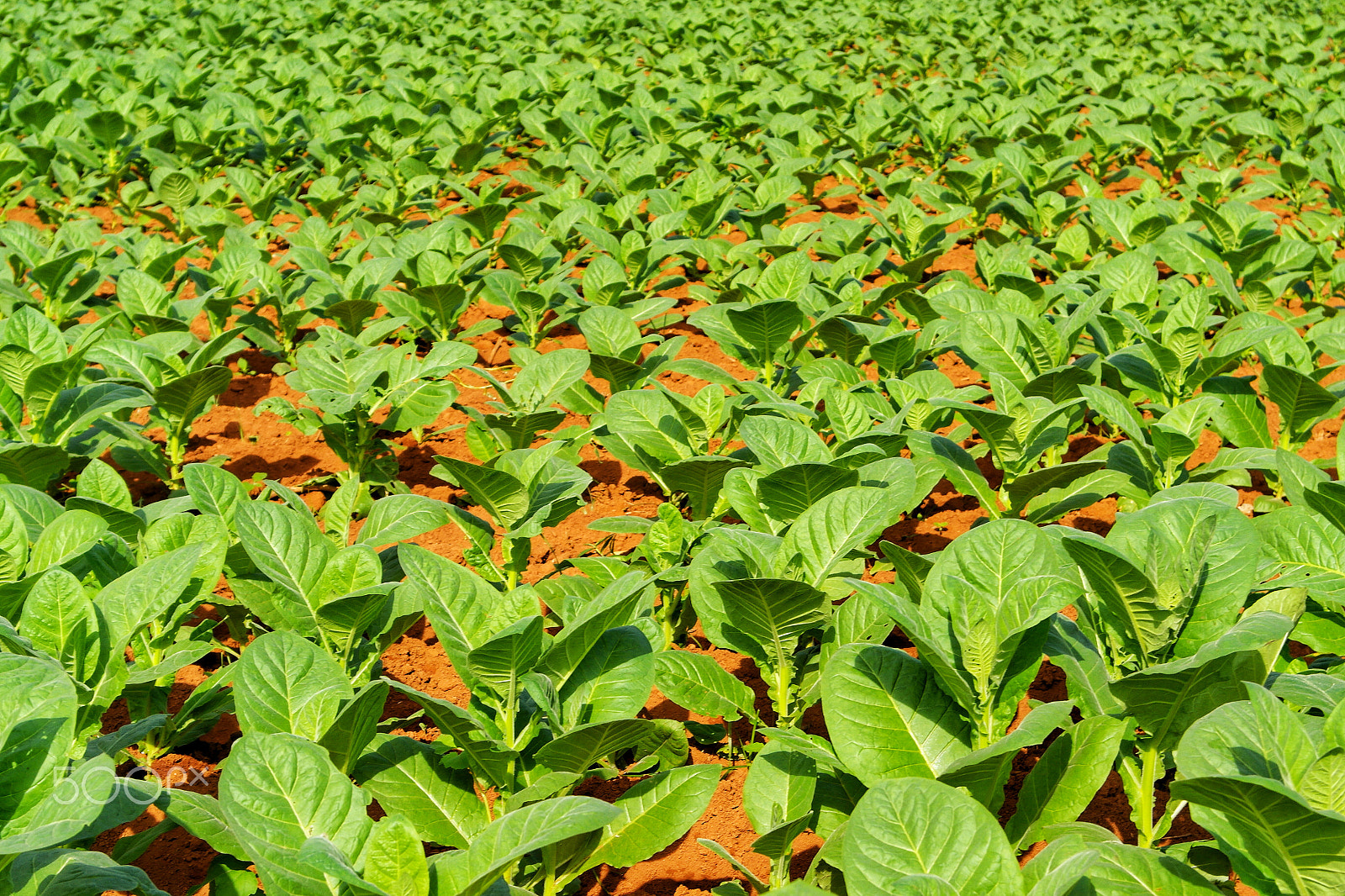 Samsung NX1100 sample photo. Tobacco field in vale de viñales cuba photography