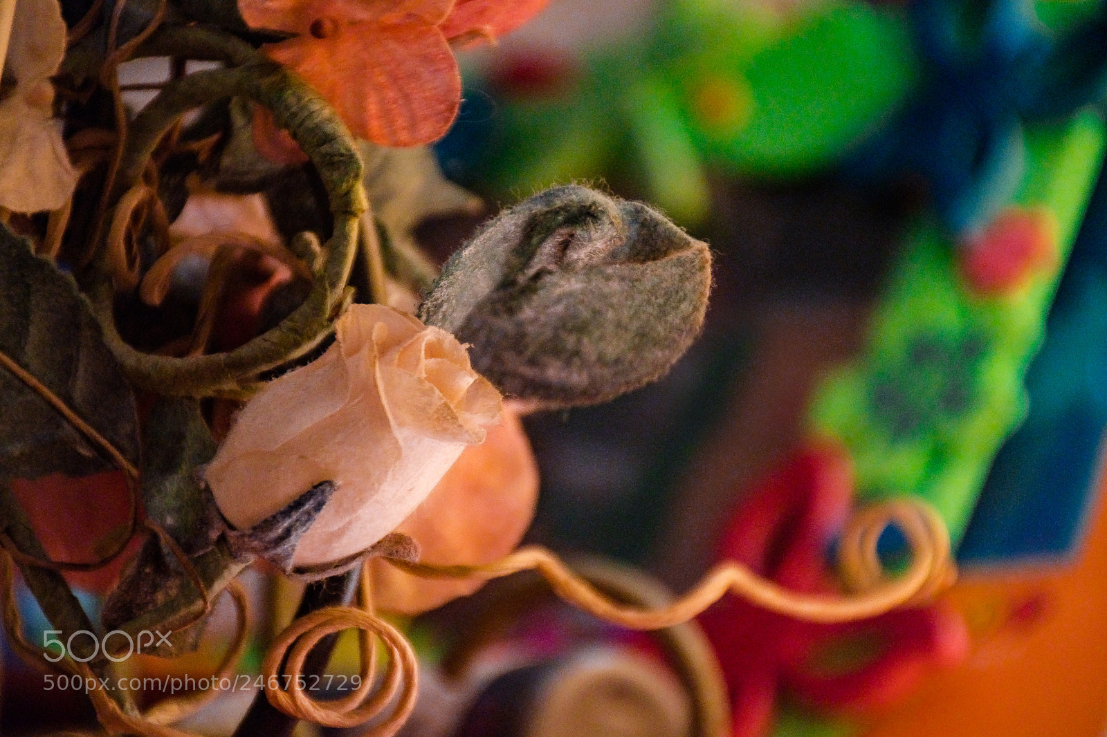 Nikon D500 sample photo. Rose through another lens photography