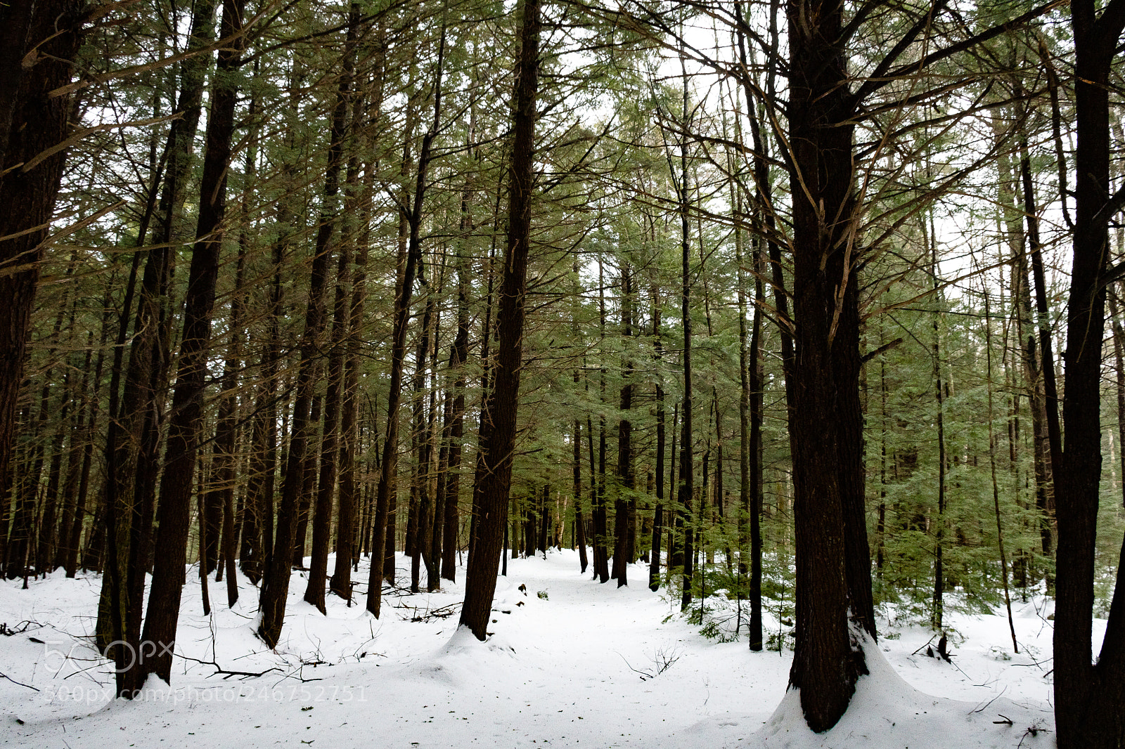 Nikon D500 sample photo. Winter woods photography