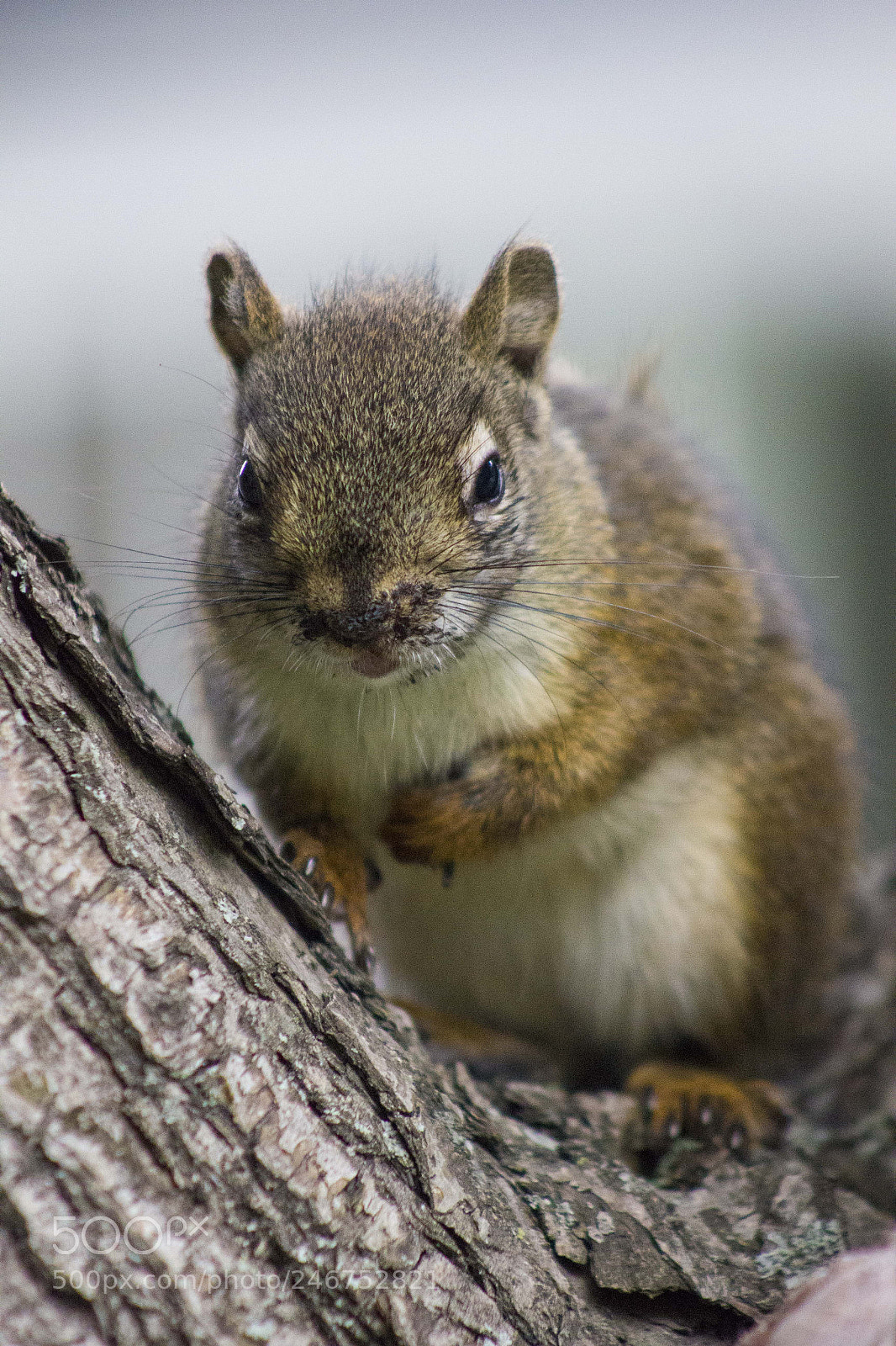 Canon EOS 550D (EOS Rebel T2i / EOS Kiss X4) sample photo. Chipmunk photography