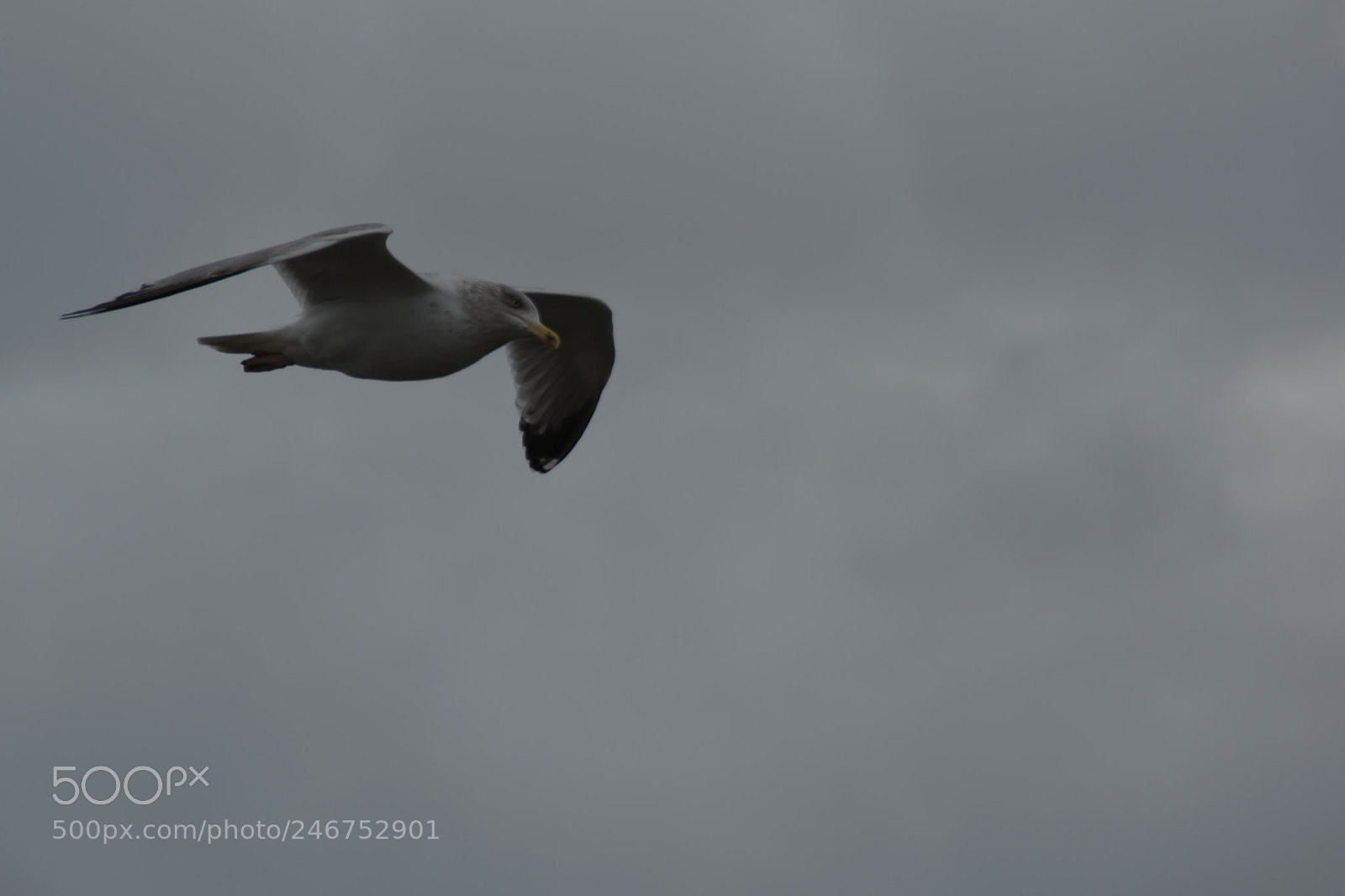 Nikon D5200 sample photo. Bird in flight photography