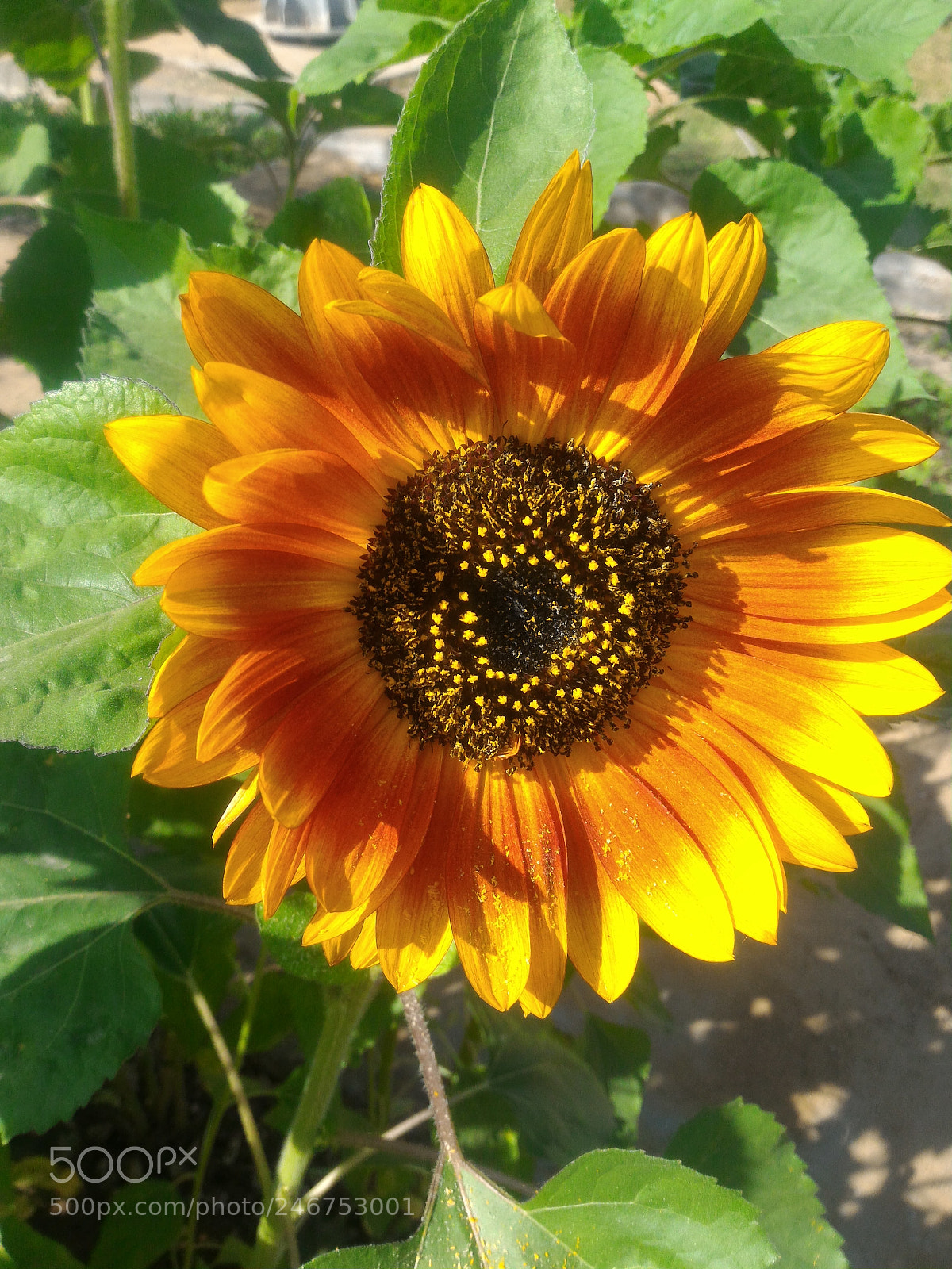 ASUS ZenFone 2 (ZE551ML) sample photo. Untitled photography
