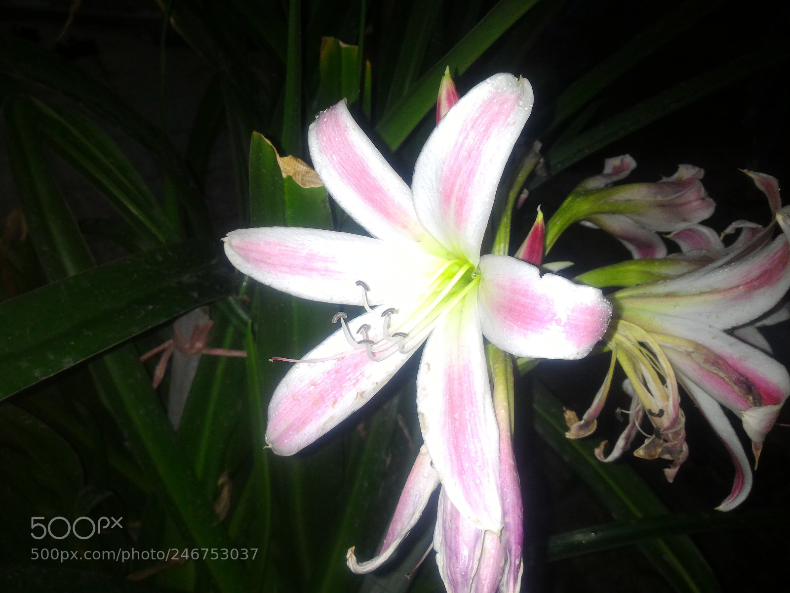 ASUS ZenFone 2 (ZE551ML) sample photo. Untitled photography