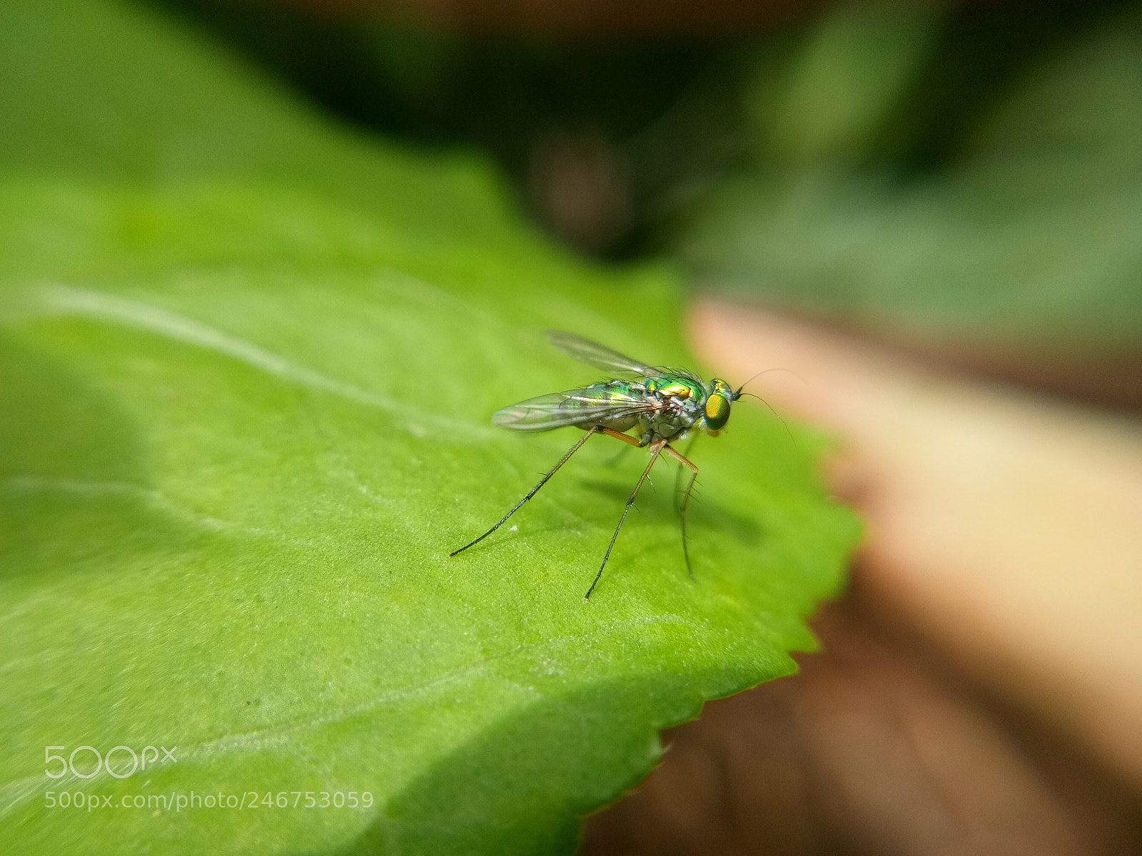 vivo 1601 sample photo. Untitled photography