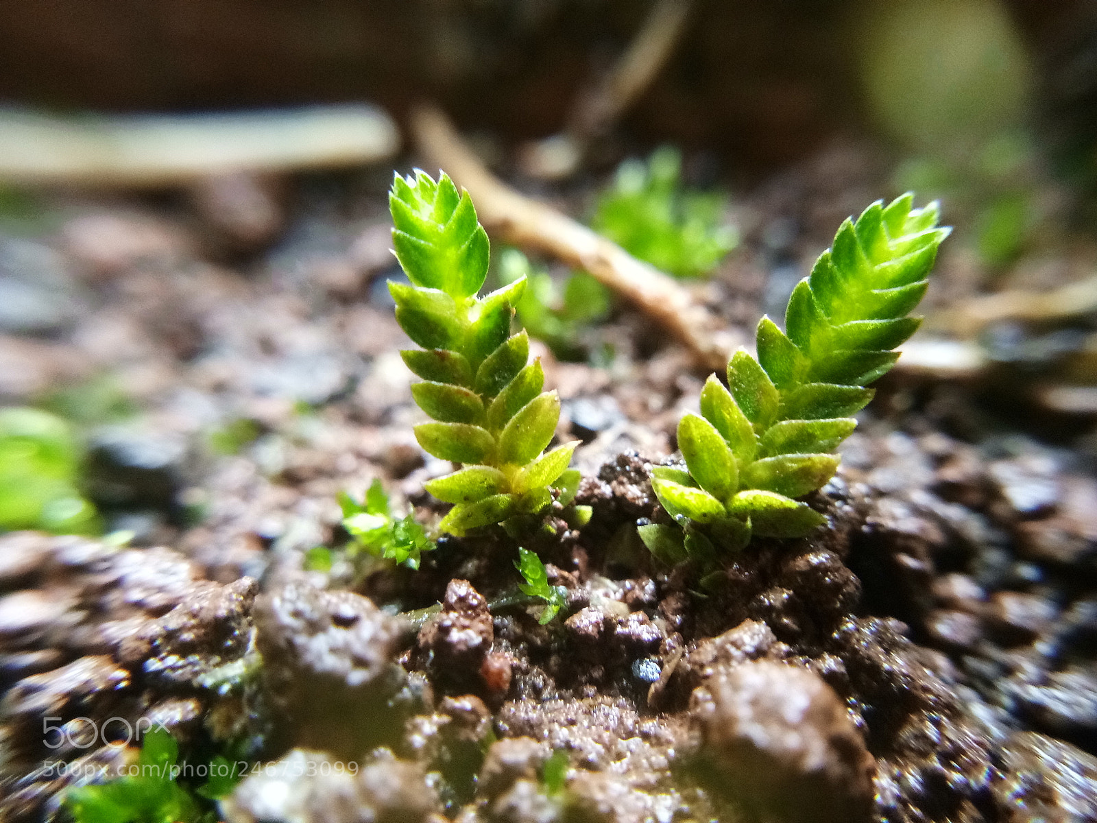 vivo 1601 sample photo. Untitled photography