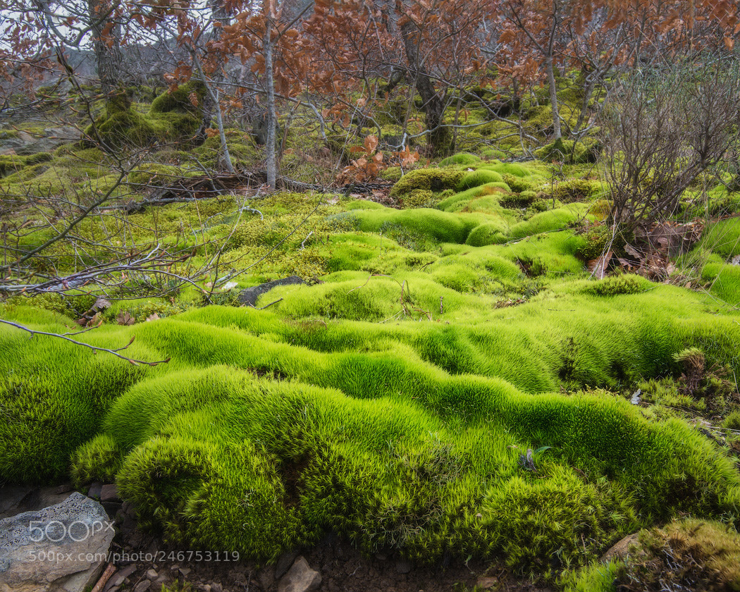 Nikon D800 sample photo. Moss on the slopes photography