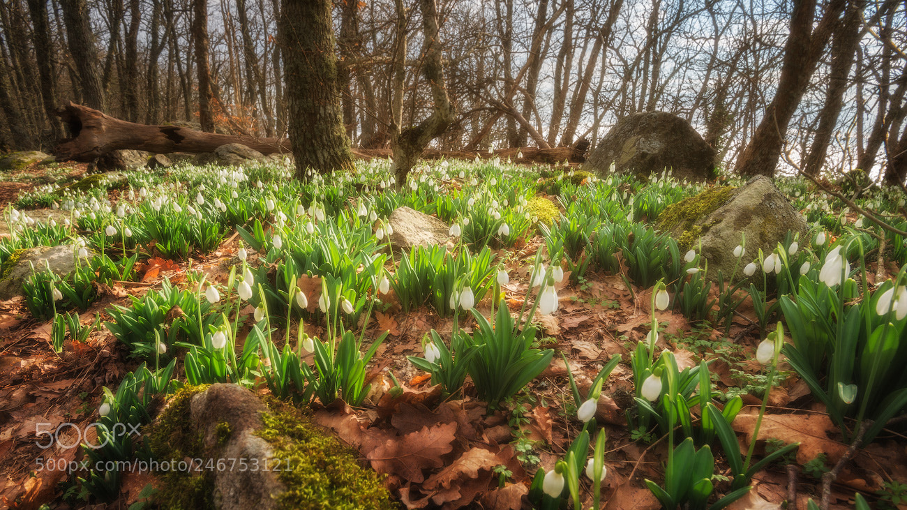 Nikon D800 sample photo. Snowdrops field photography
