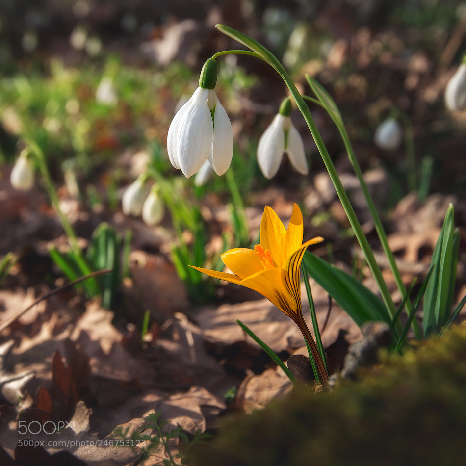 Nikon D800 sample photo. Flowers photography