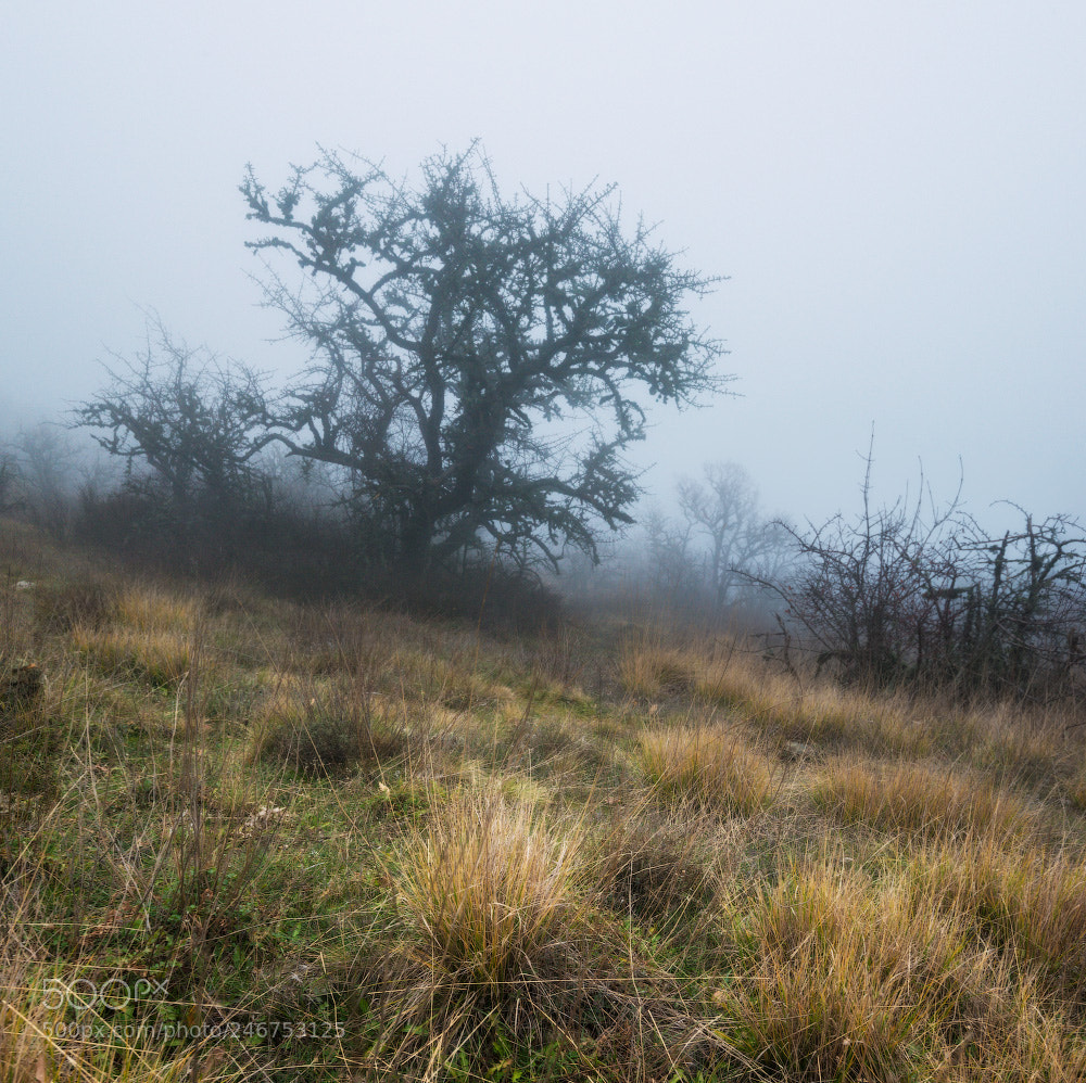 Nikon D800 sample photo. Fog time photography