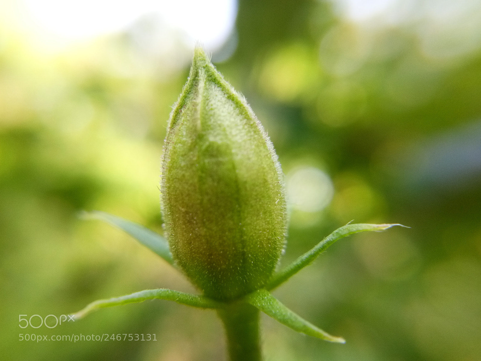 vivo 1601 sample photo. Untitled photography