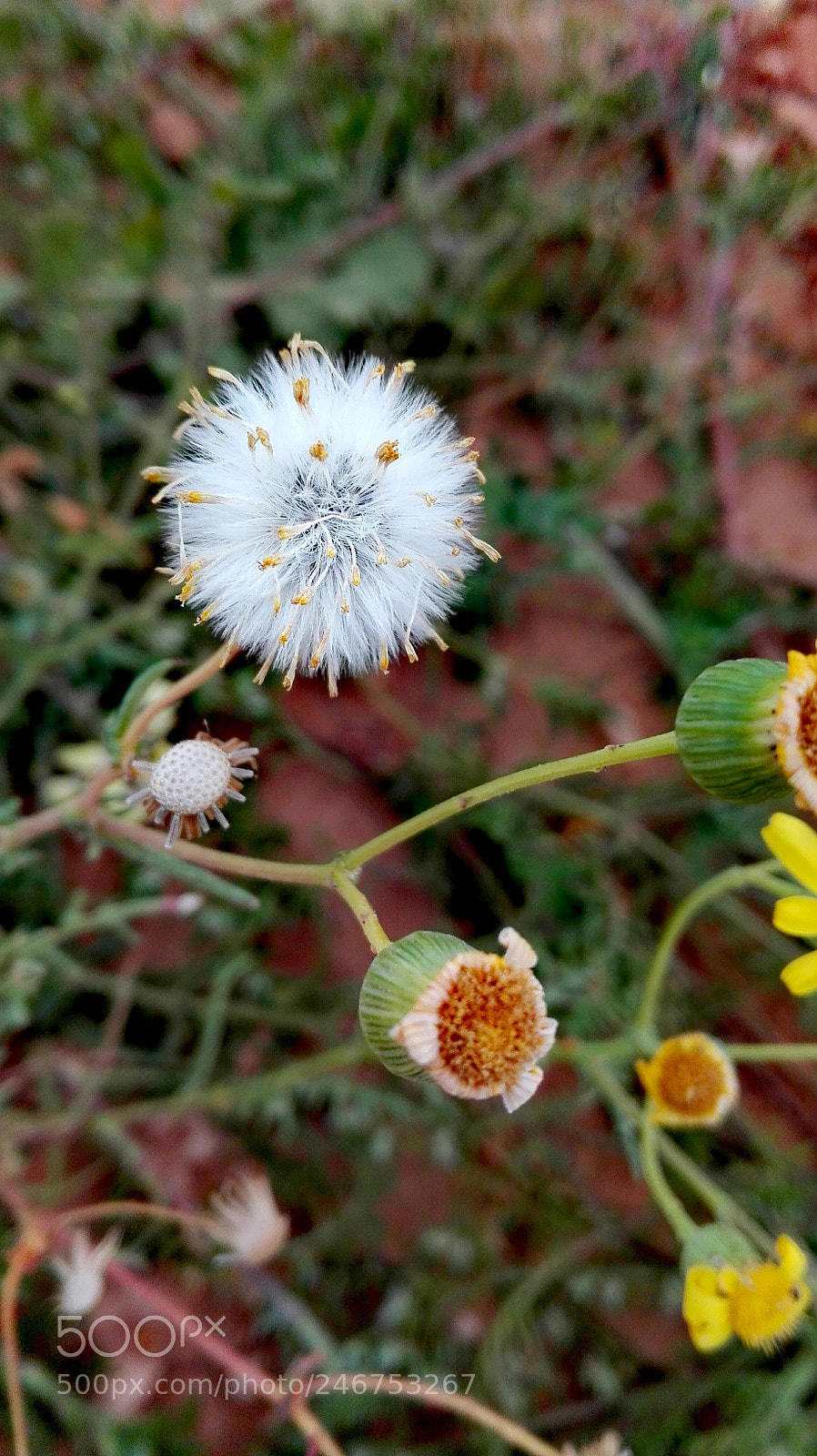 HUAWEI Y6II sample photo. Untitled photography