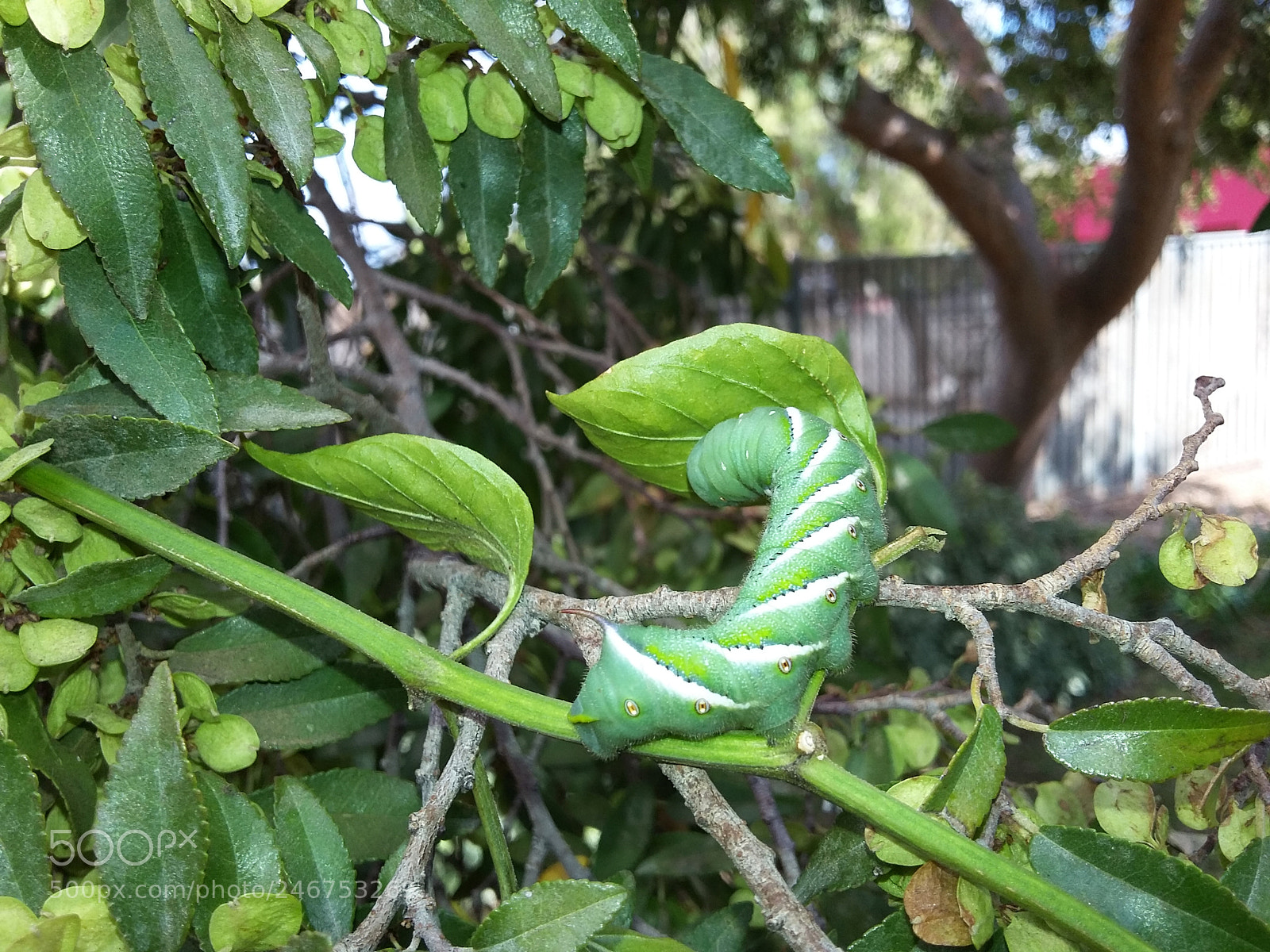 Samsung Galaxy Grand Prime sample photo. Caterpillar photography