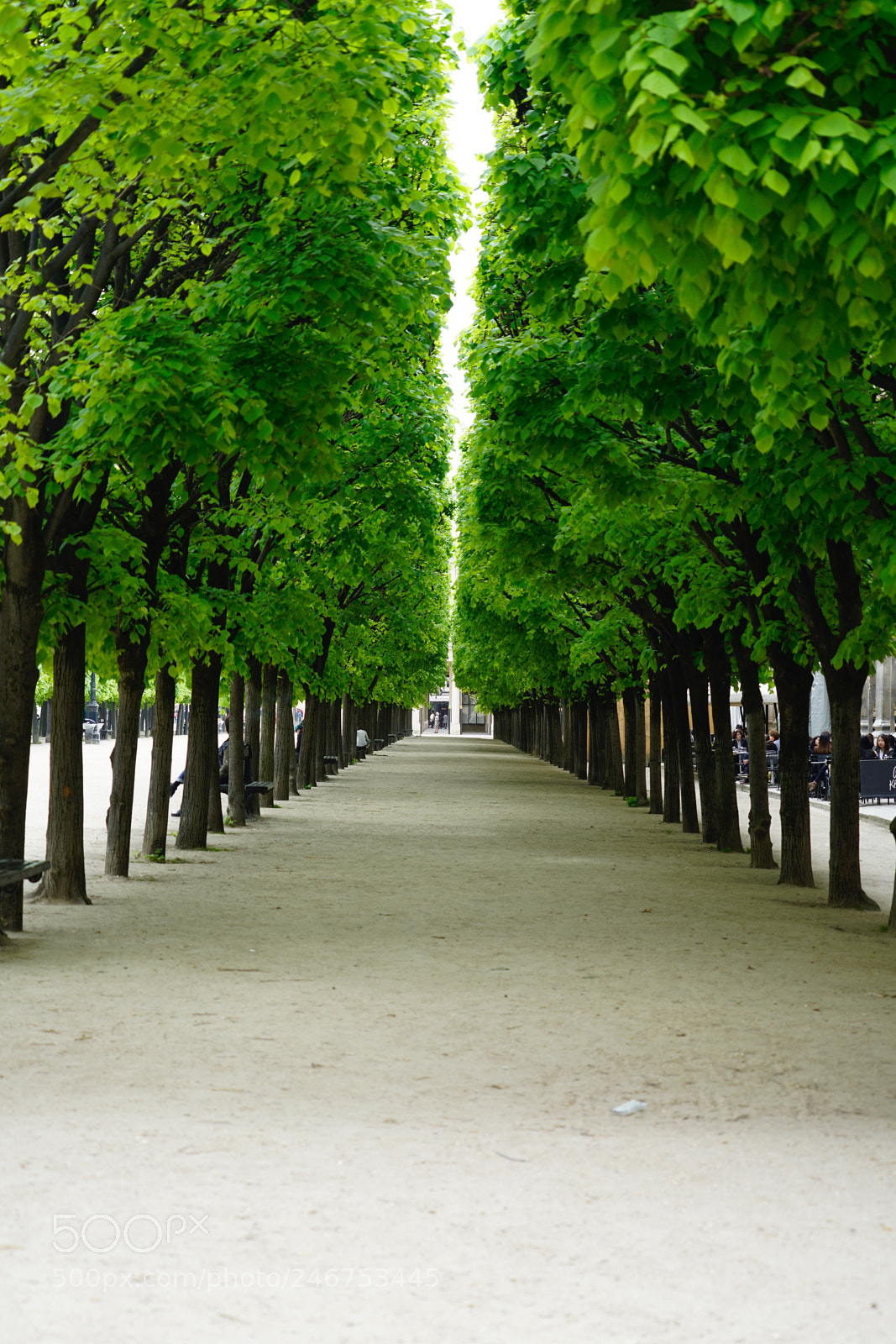 Sony a7R II sample photo. Line of trees photography