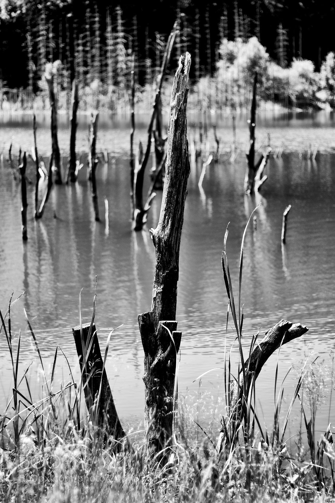 Canon EOS 600D (Rebel EOS T3i / EOS Kiss X5) sample photo. Lacul cuejdel photography