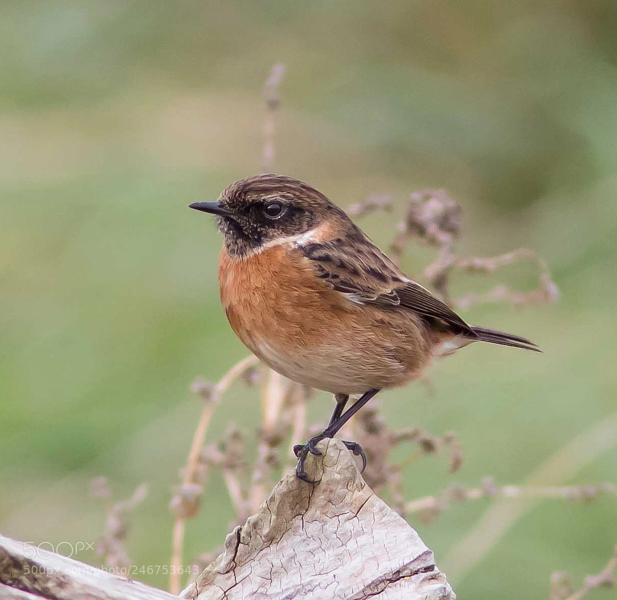 Canon EOS 7D Mark II sample photo. Stonechat photography