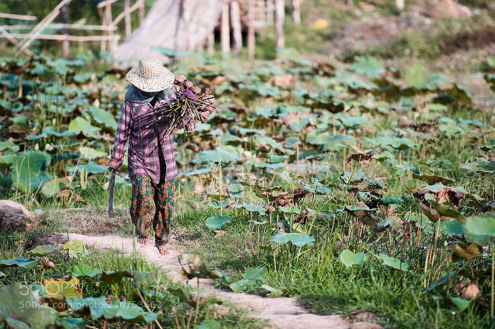 Nikon D700 sample photo. Lotus flower farmer photography