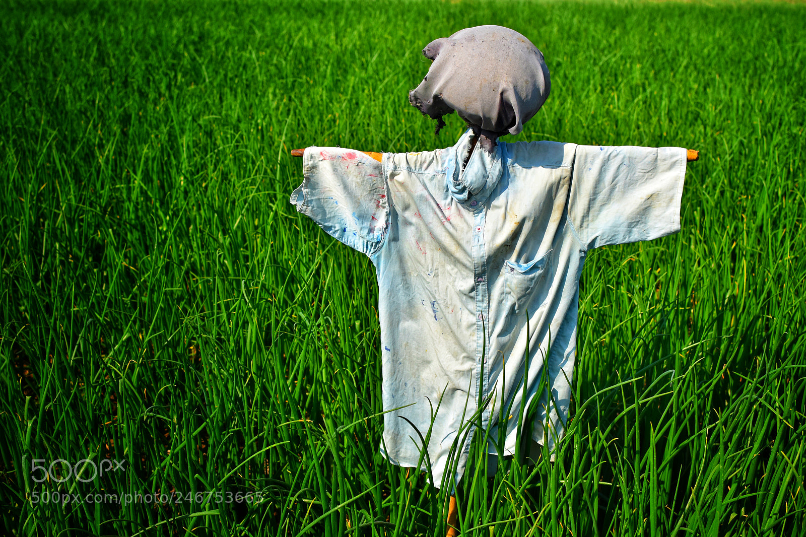 Nikon D3400 sample photo. A scarecrow photography