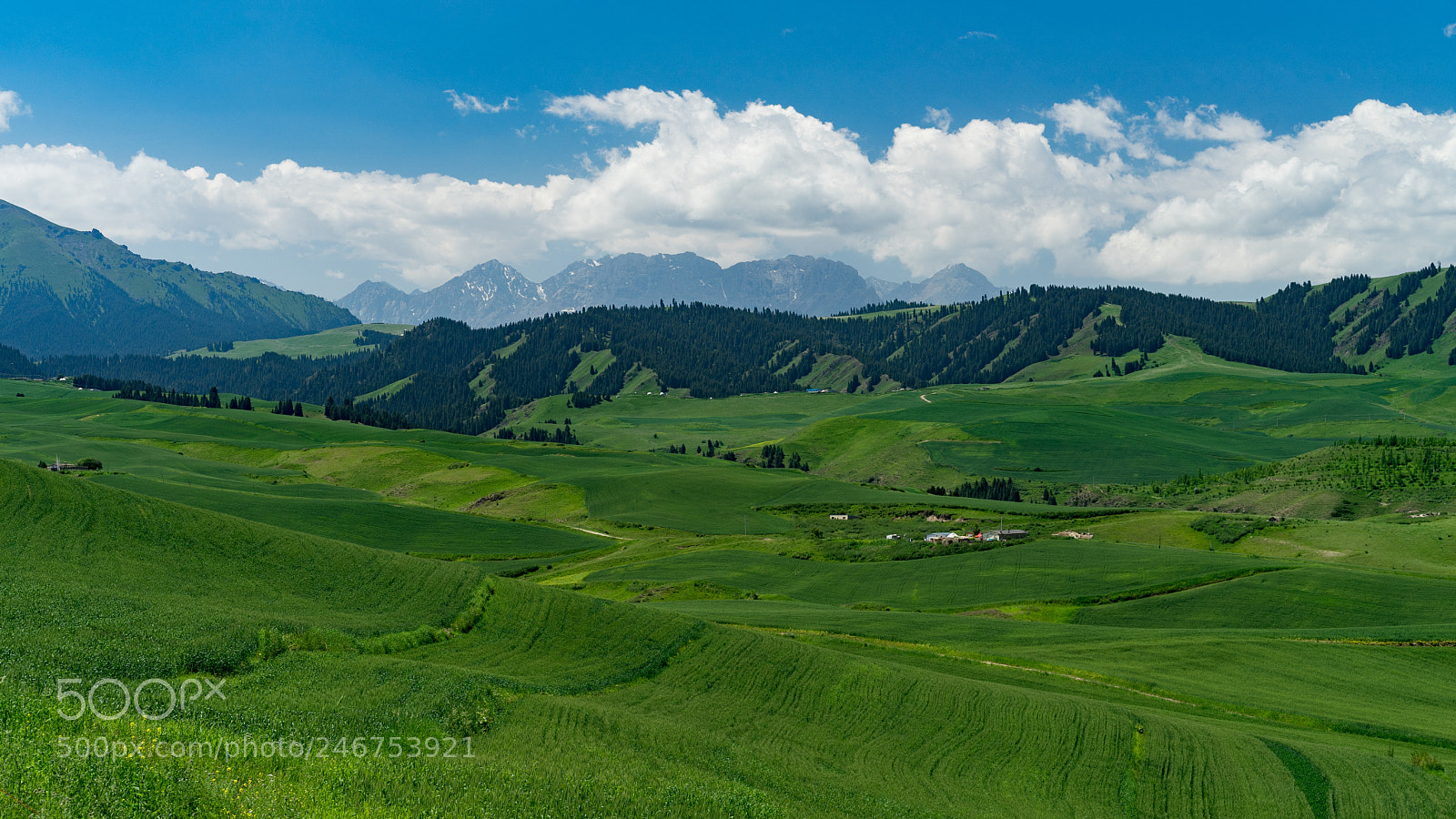 Sony a7 II sample photo. Xinjiang view 新疆江布拉克大草原 photography