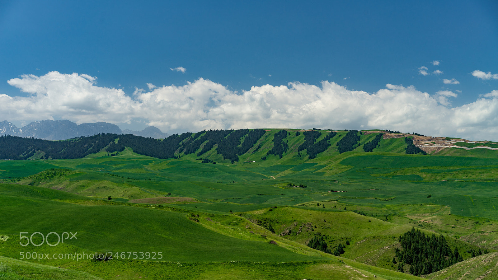 Sony a7 II sample photo. Xinjiang view 新疆江布拉克大草原 photography