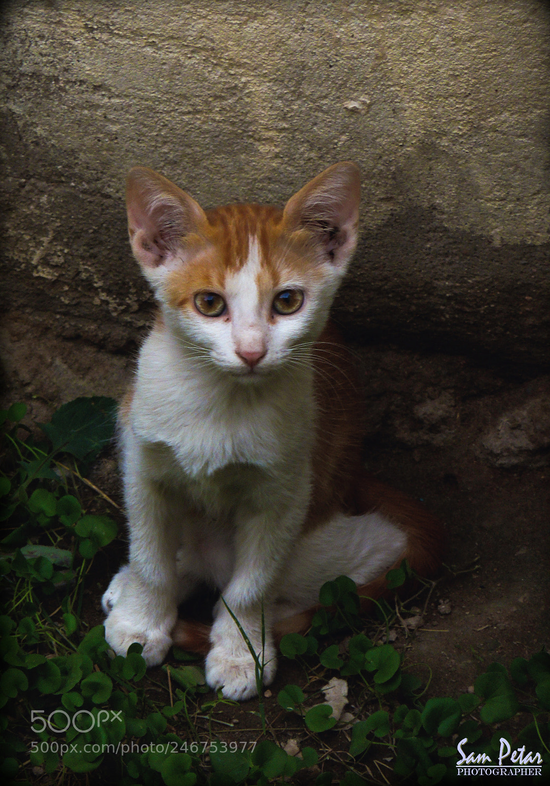 Nikon Coolpix P510 sample photo. White ginger photography