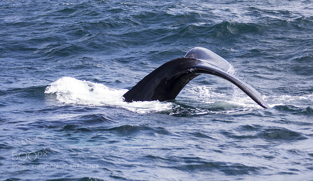 Canon EOS 60D sample photo. The humback whales photography