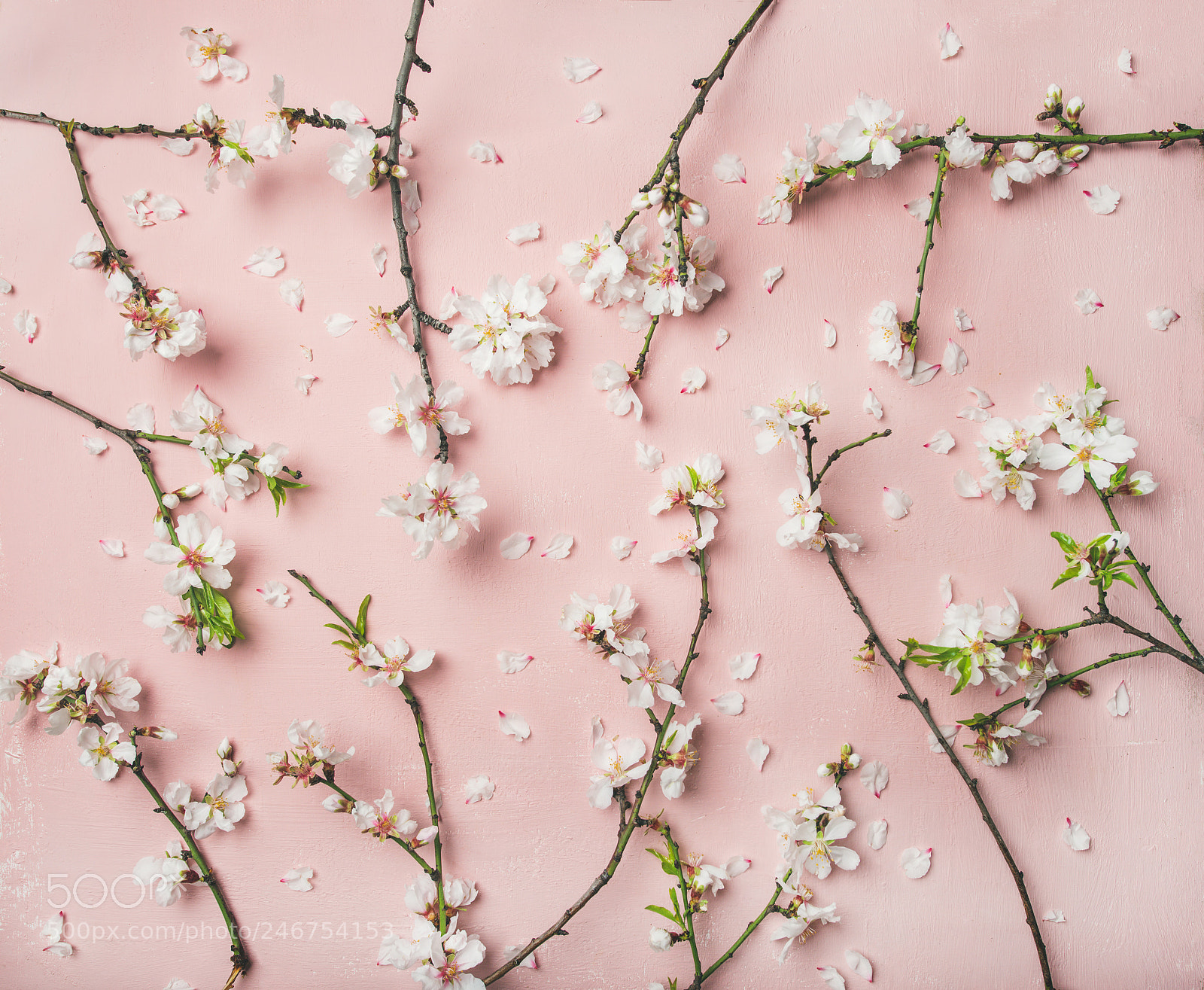 Nikon D610 sample photo. Spring almond blossom flowers photography