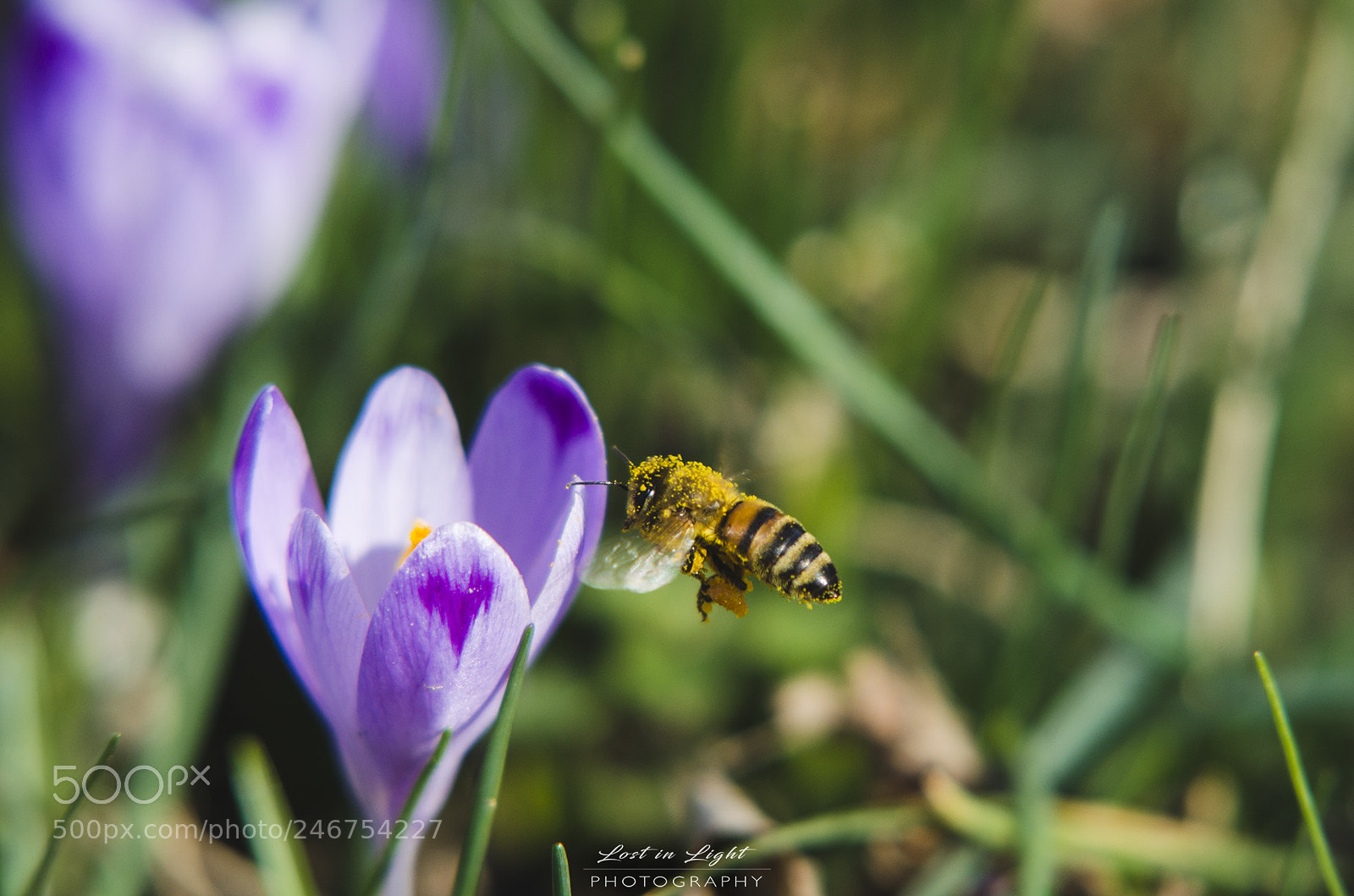 Nikon D5100 sample photo. Bee photography