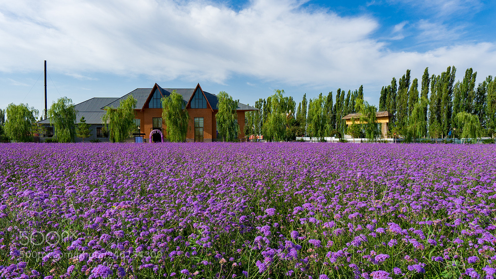 Sony a7 II sample photo. Lavender 薰衣草 photography