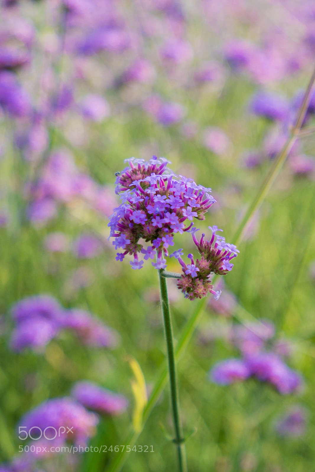 Sony a7 II sample photo. Lavender 薰衣草 photography