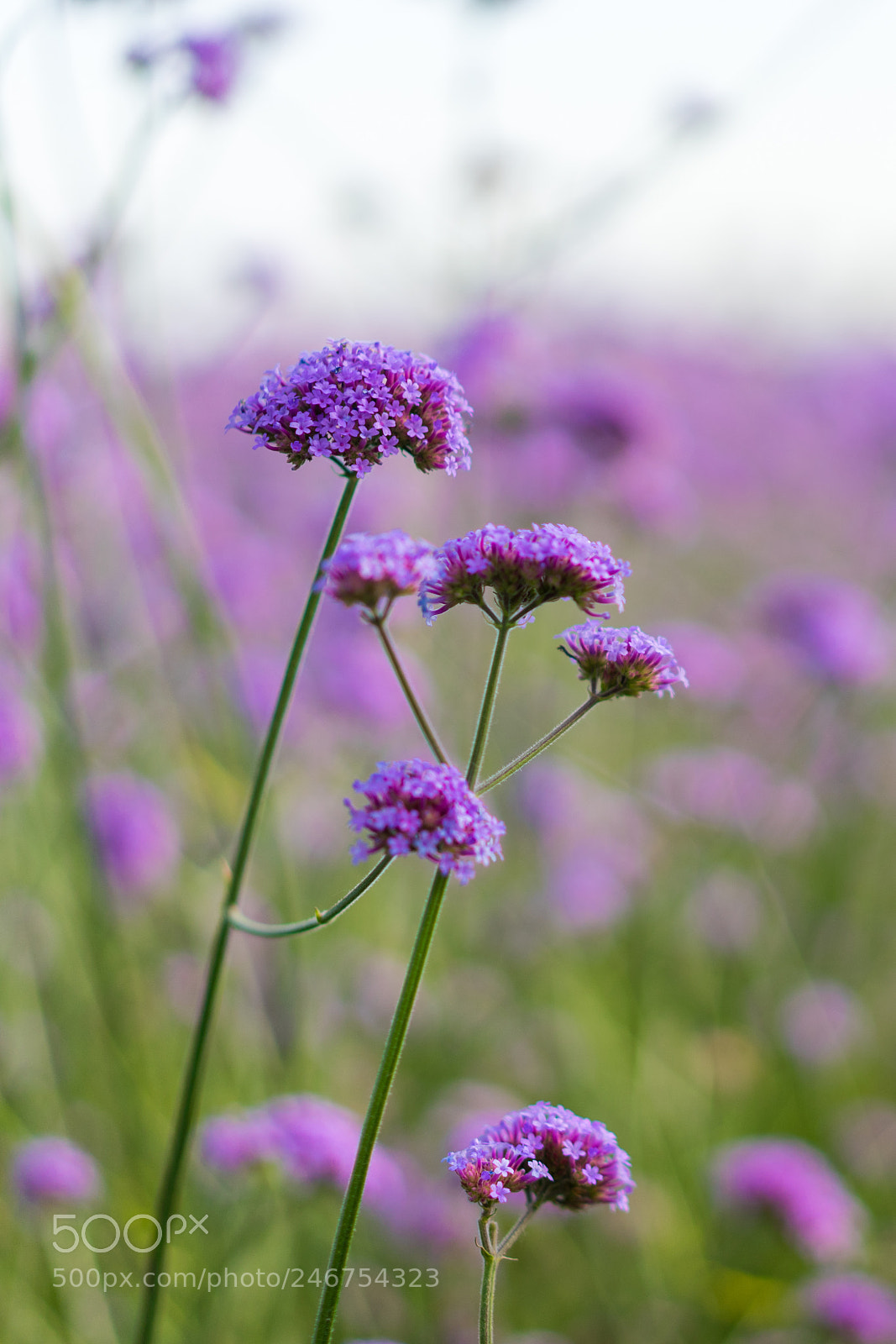Sony a7 II sample photo. Lavender 薰衣草 photography