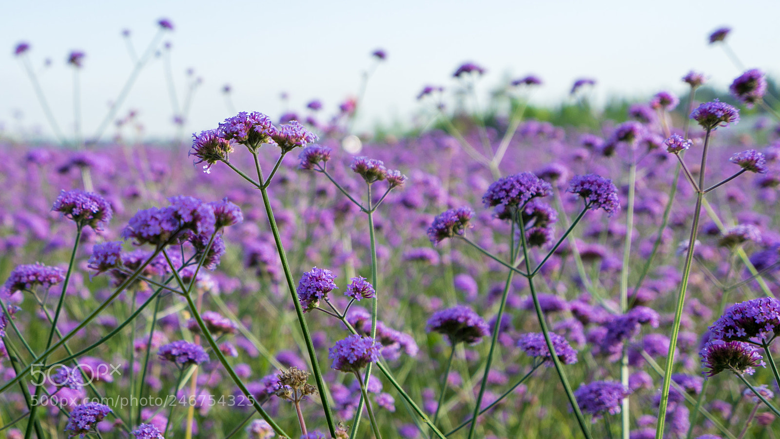 Sony a7 II sample photo. Lavender 薰衣草 photography