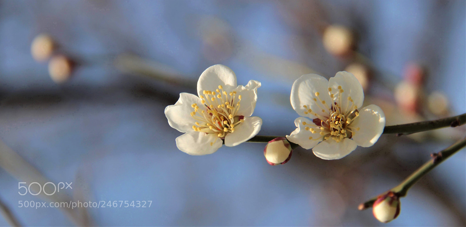 Canon EOS 100D (EOS Rebel SL1 / EOS Kiss X7) sample photo. Img photography