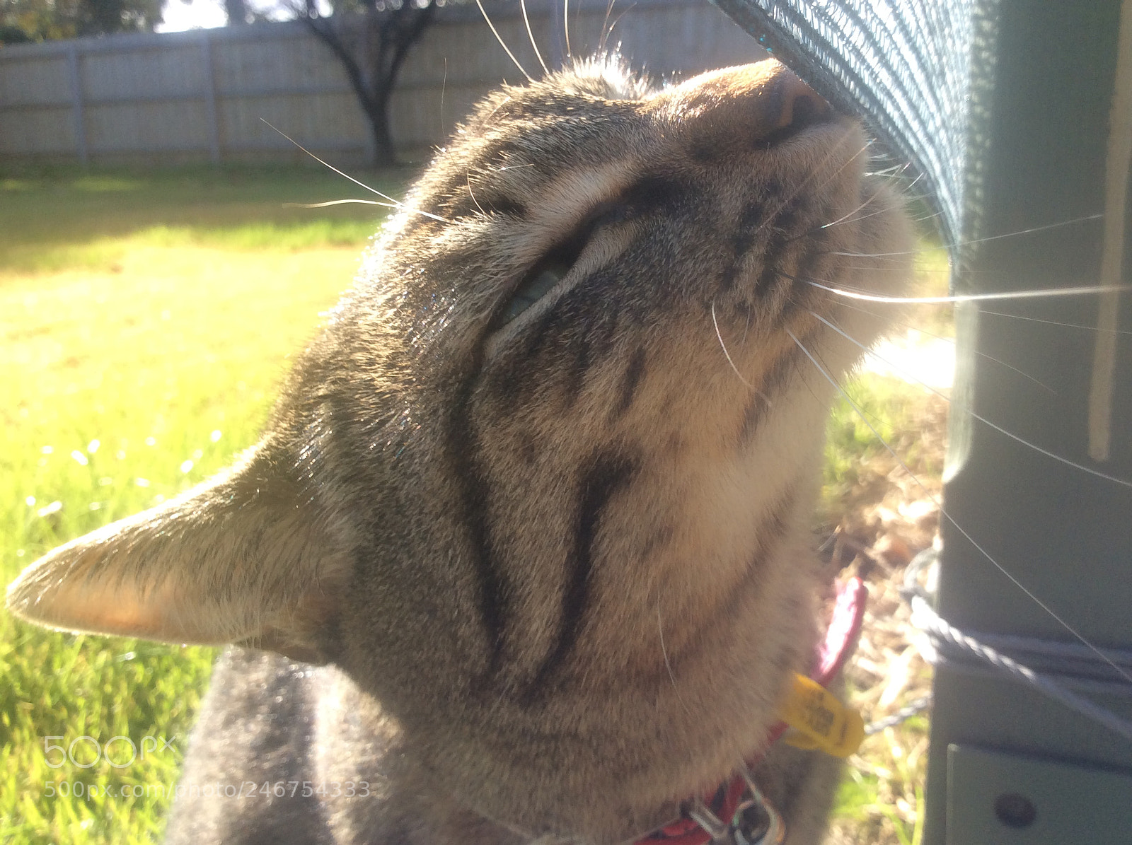 Apple iPad mini 2 sample photo. My cat is so photography