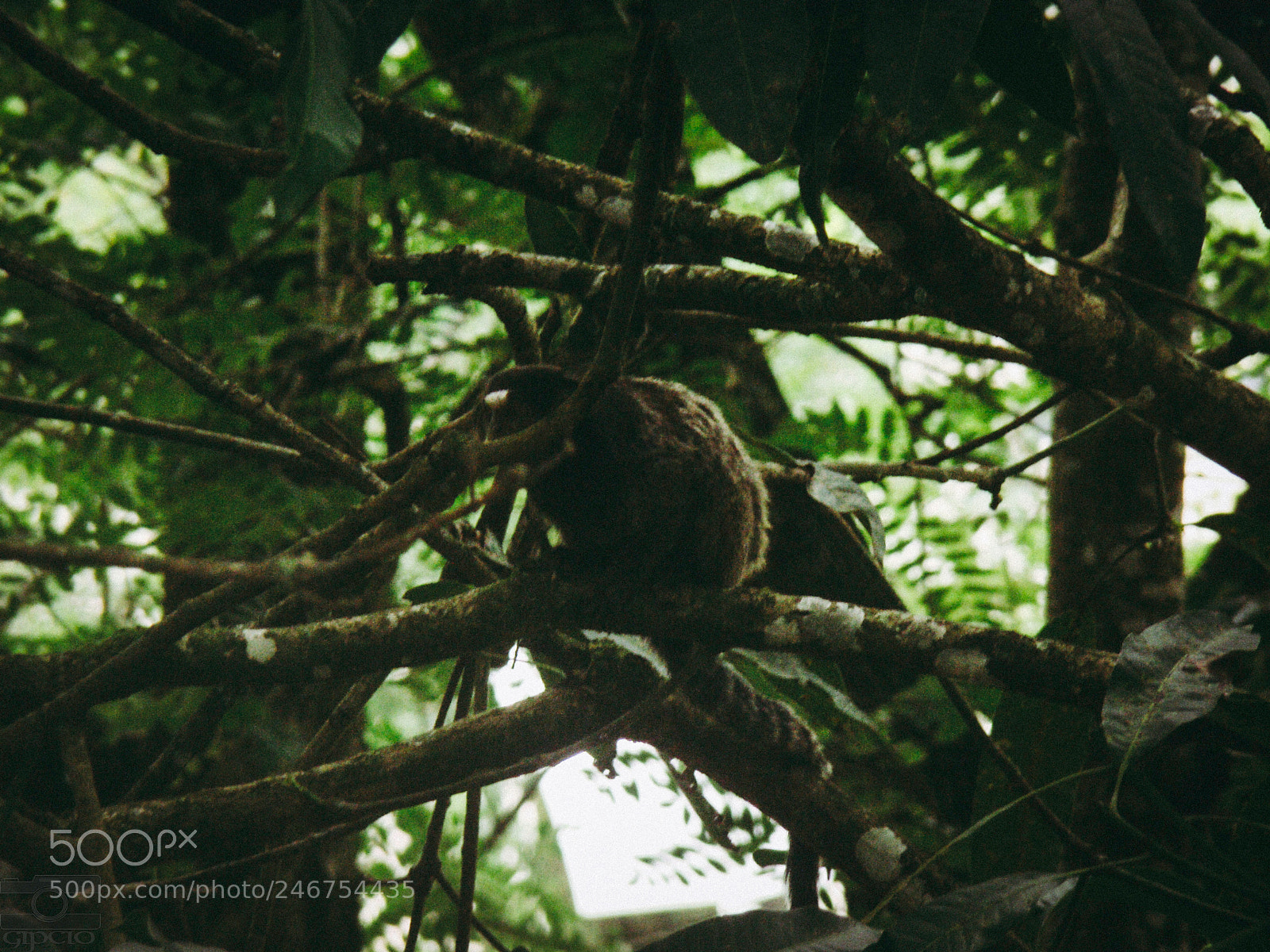 Sony Cyber-shot DSC-H50 sample photo. Sagui photography