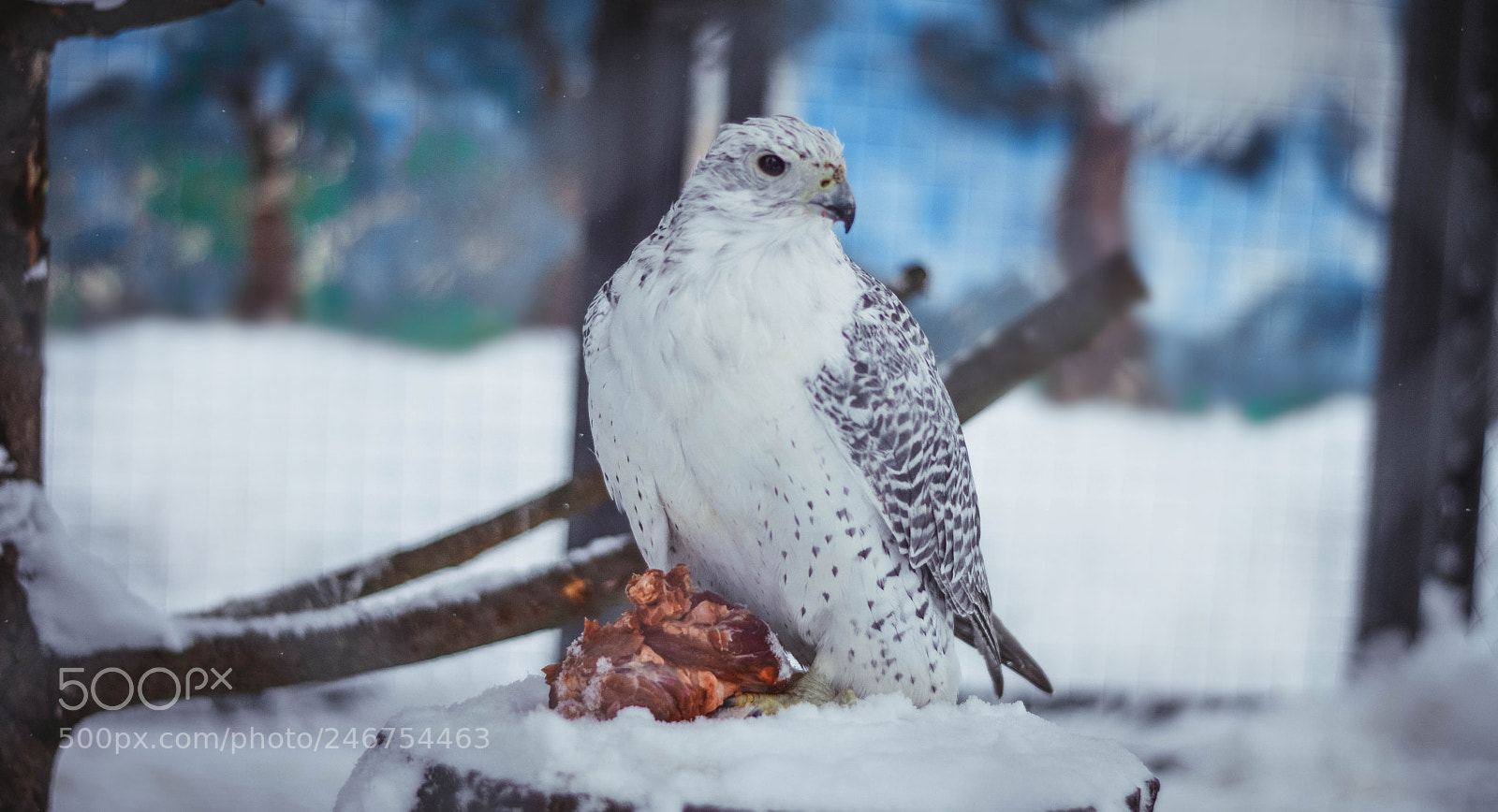 Nikon D3200 sample photo. Attentiveness photography