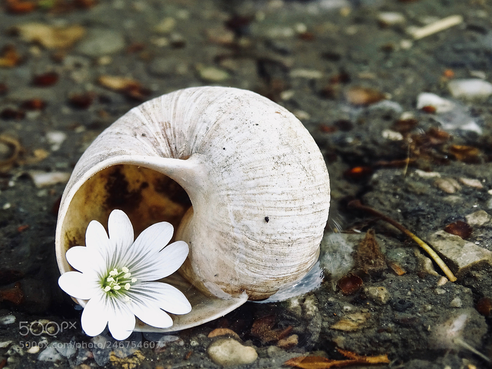 Sony Cyber-shot DSC-HX400V sample photo. White beauty photography
