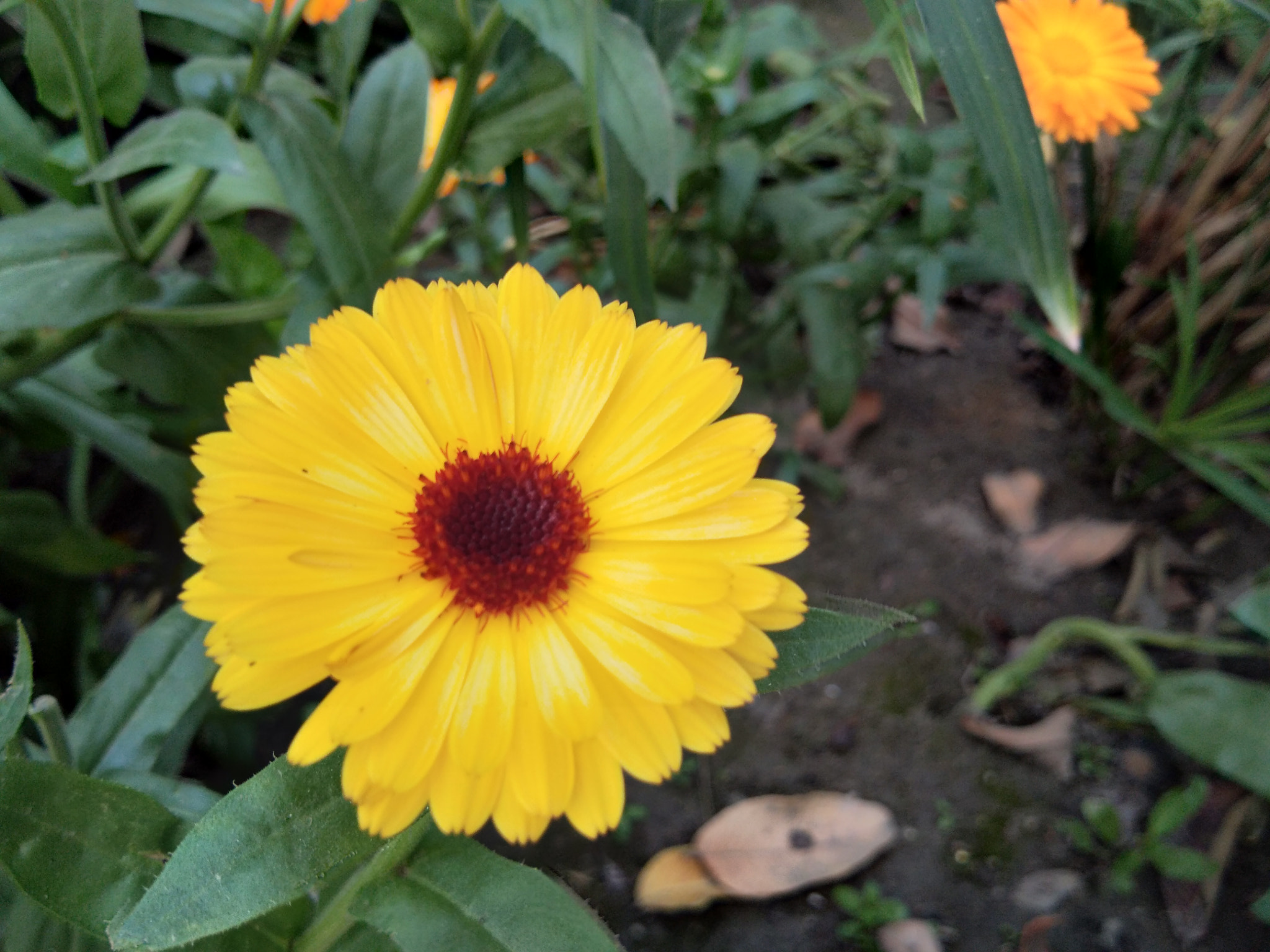 vivo Y55s sample photo. Sunflower 🌻 photography