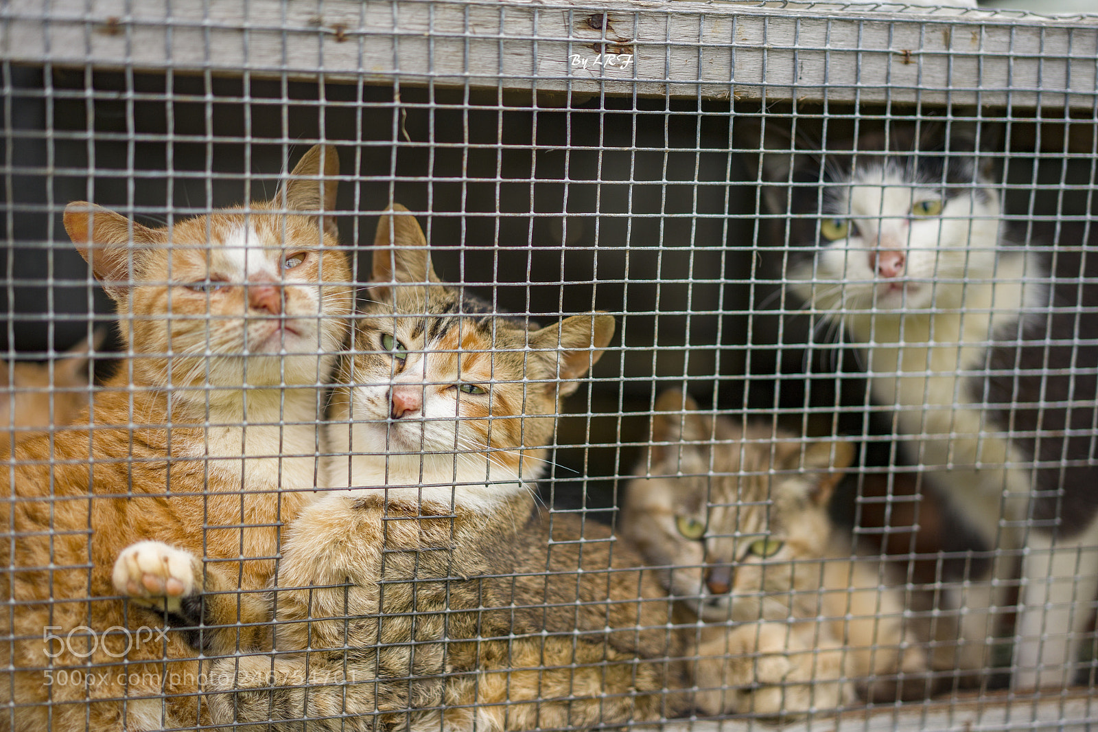 Sony a7 sample photo. 笼中的猫 photography