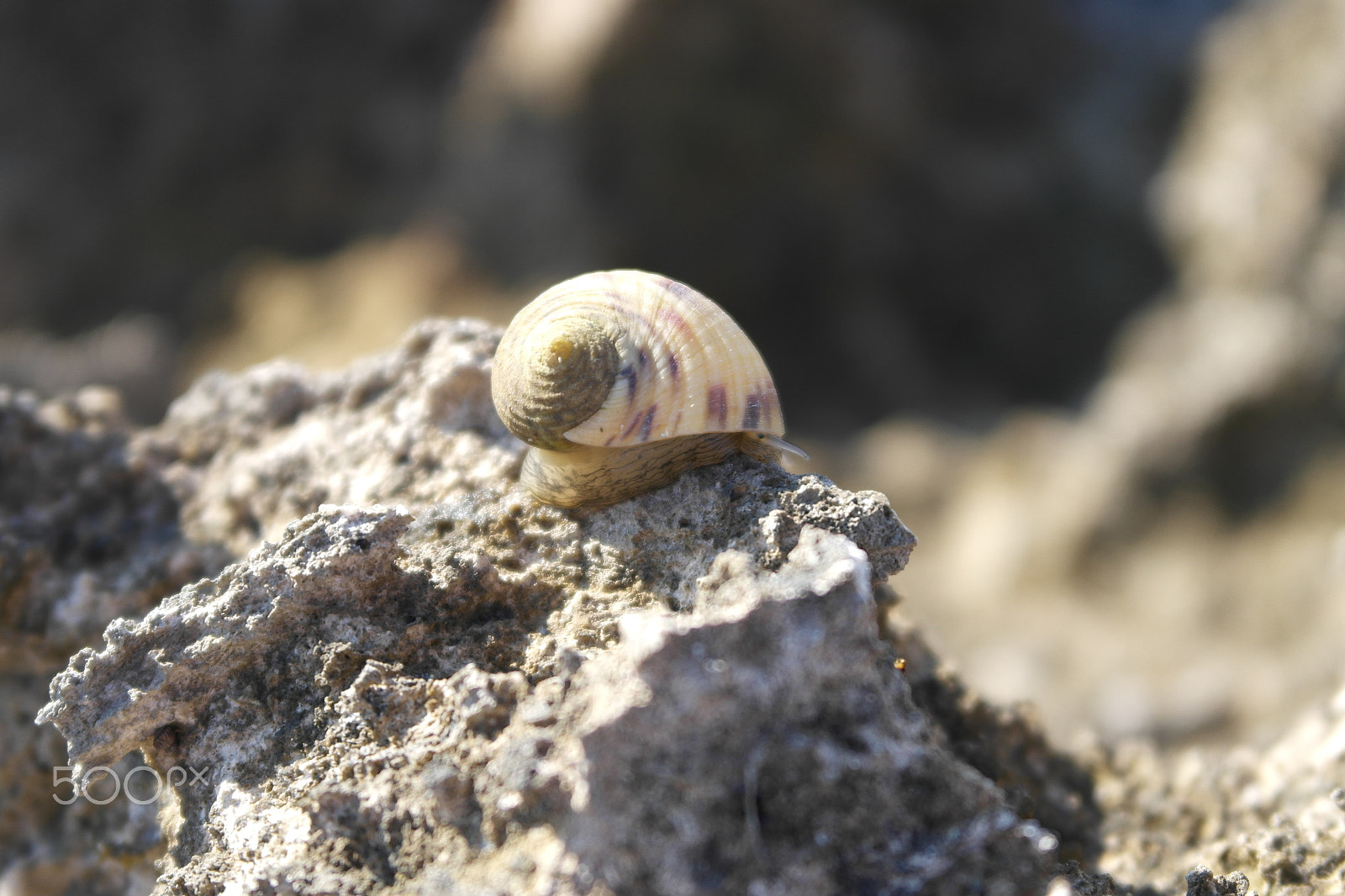 Samsung NX1100 sample photo. Sea snail at rugged coast in cuba photography
