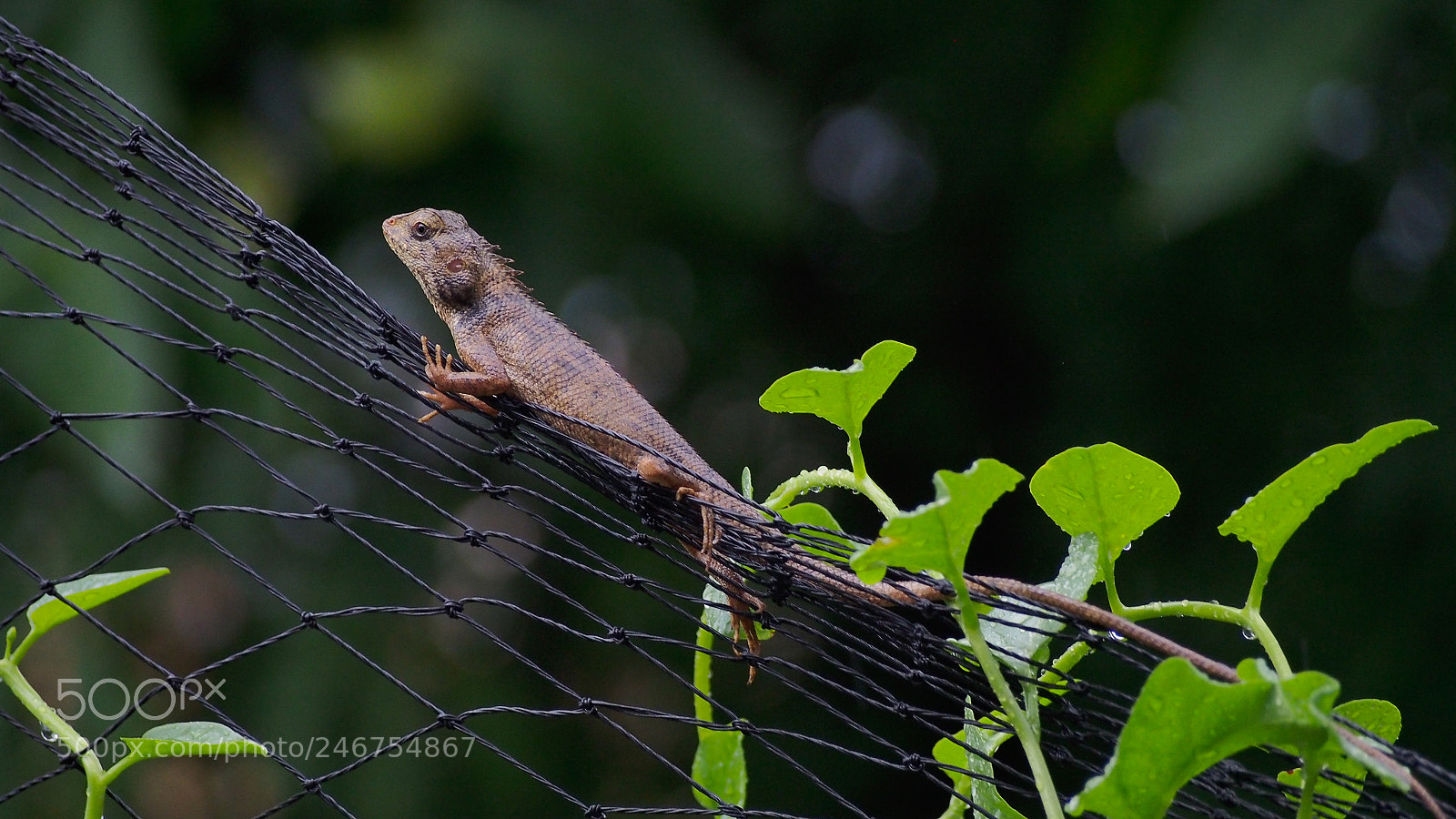 Olympus PEN E-PL5 sample photo. Grown up #grownup photography