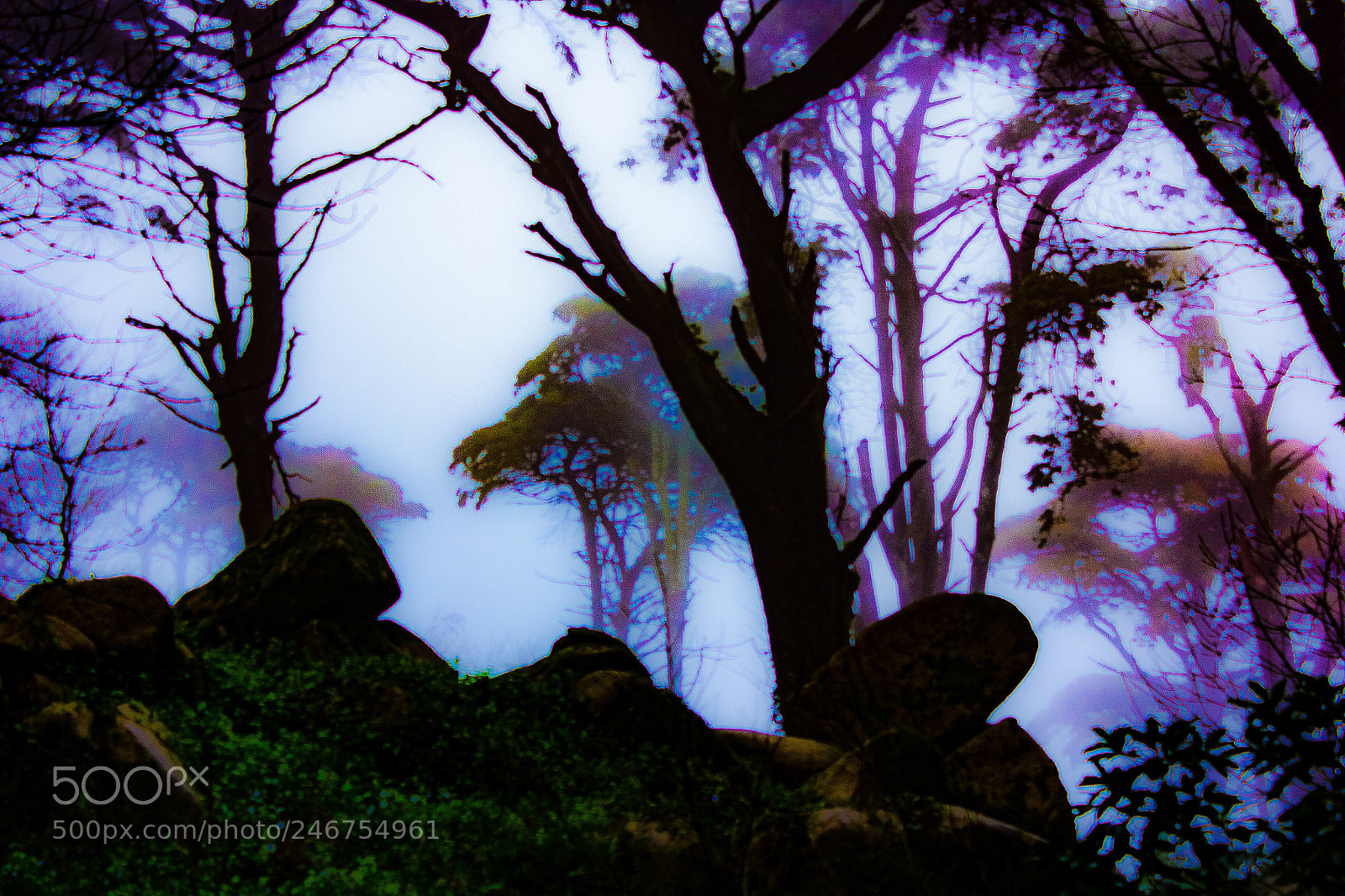 Canon EOS 550D (EOS Rebel T2i / EOS Kiss X4) sample photo. Mysterious forest photography
