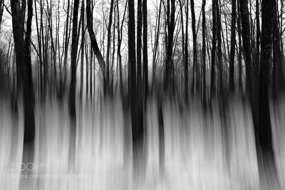 Nikon D610 sample photo. Melting trees photography