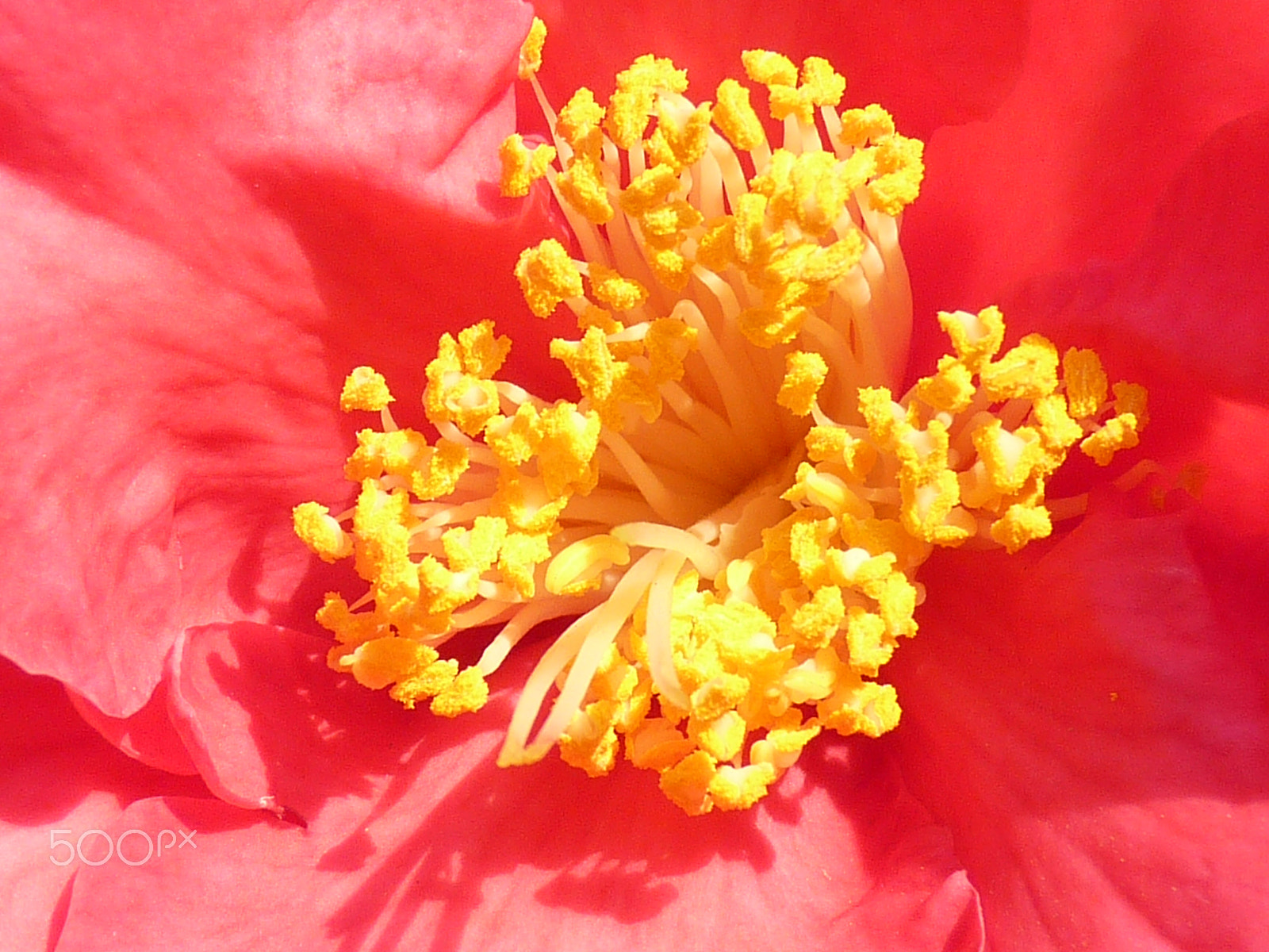 Panasonic Lumix DMC-FZ35 (Lumix DMC-FZ38) sample photo. Camellia, camellia japonica,山茶花 photography