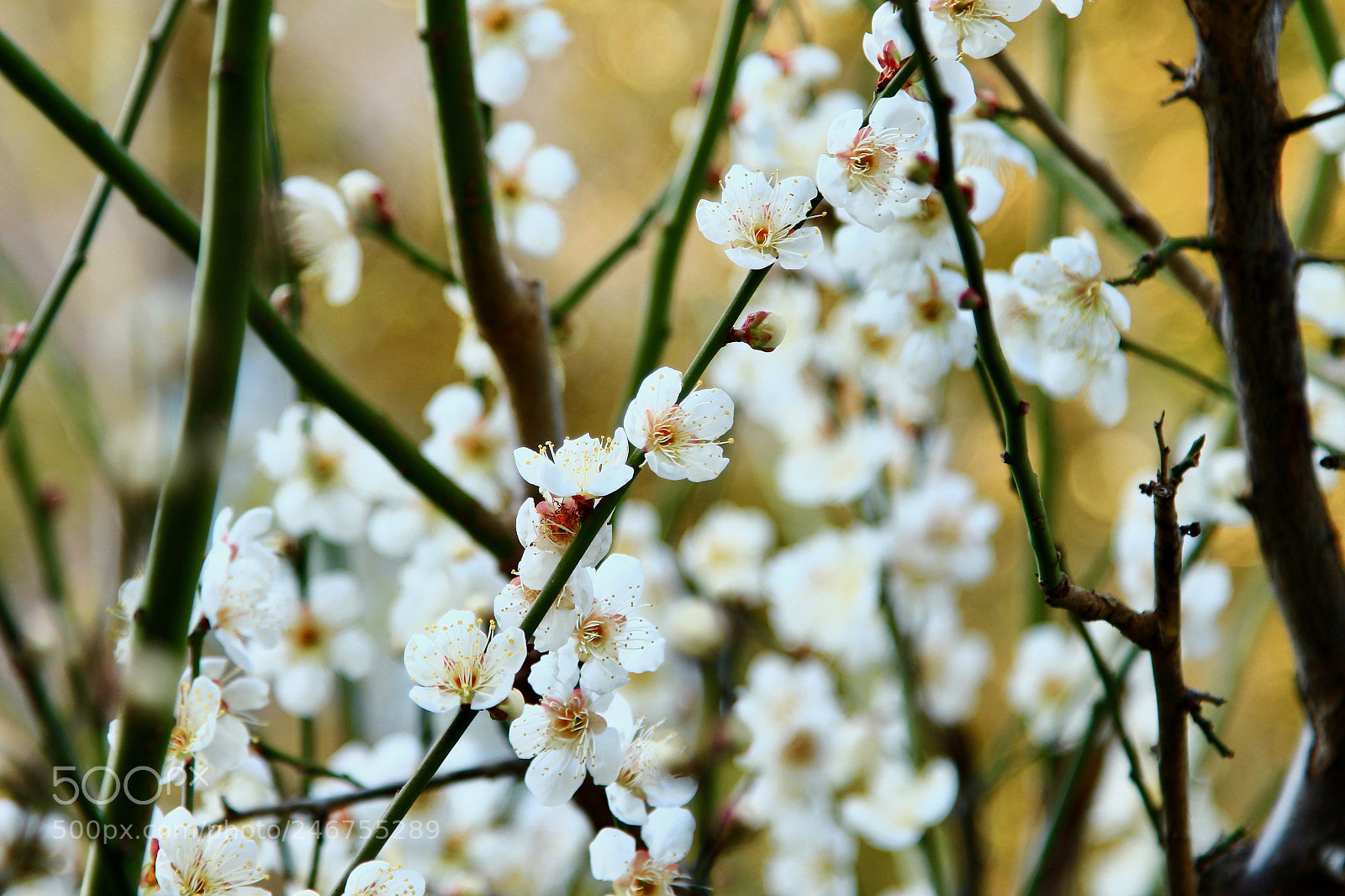 Canon EOS 700D (EOS Rebel T5i / EOS Kiss X7i) sample photo. In full bloom 2... photography